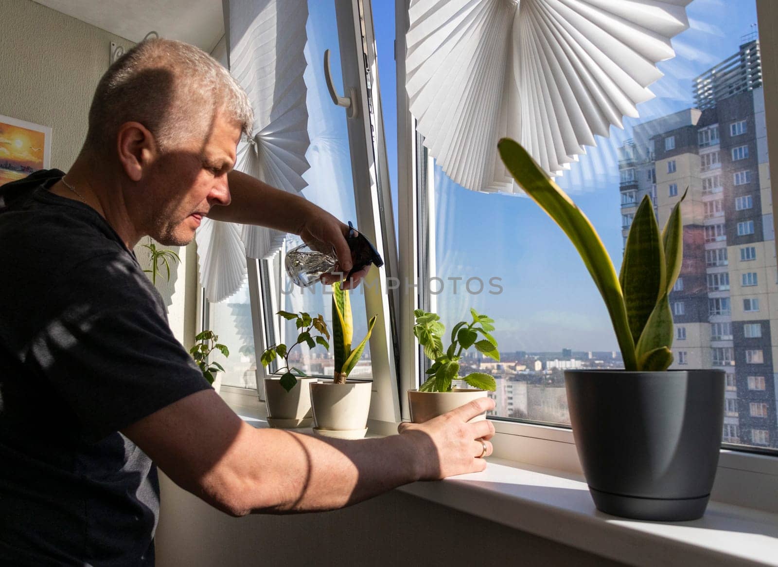 Man spraying indoor plants on the windowsill