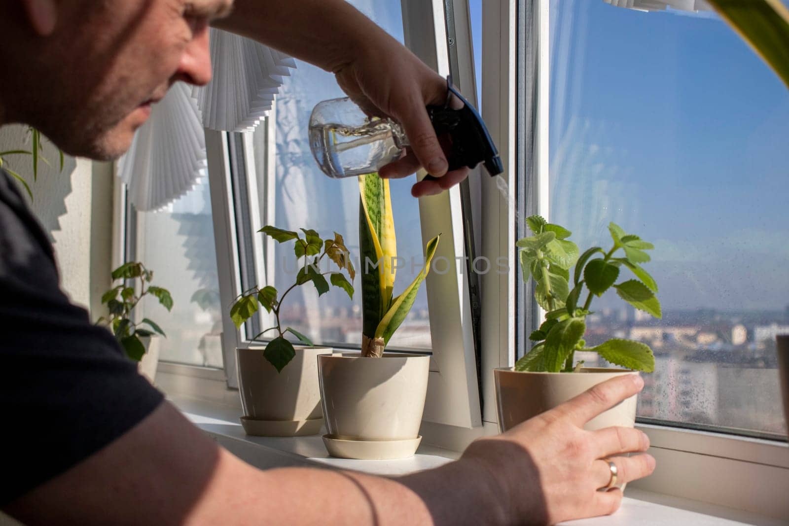 Man spraying indoor plants on the windowsill