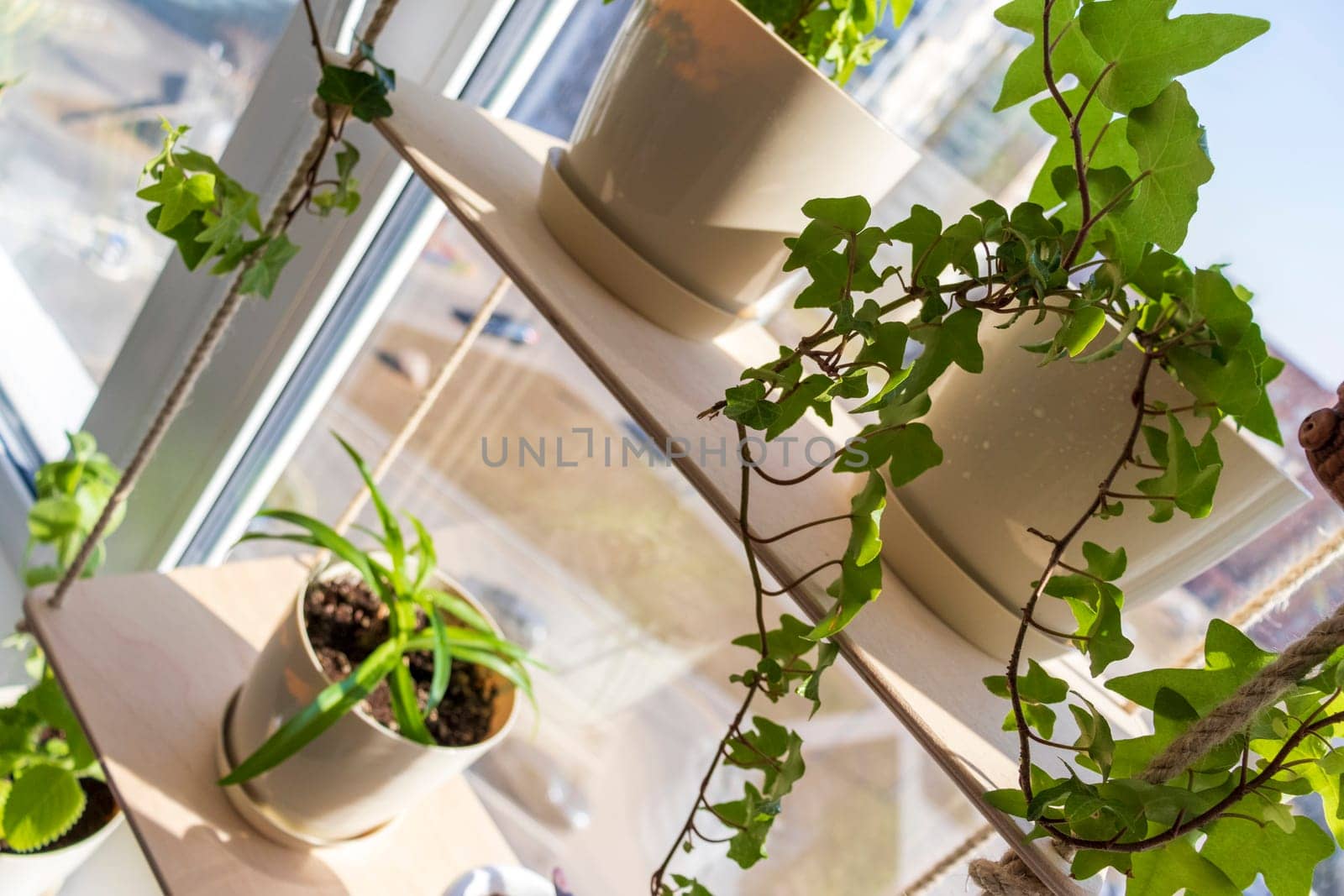 Various indoor plants on the windowsill in the apartment