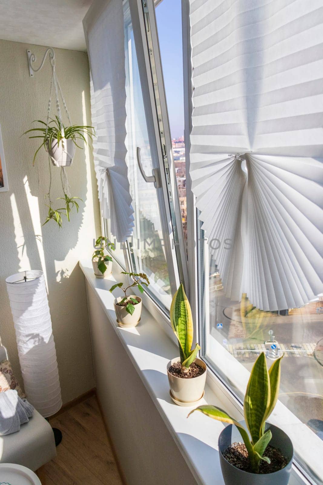 Various indoor plants on the windowsill in the apartment