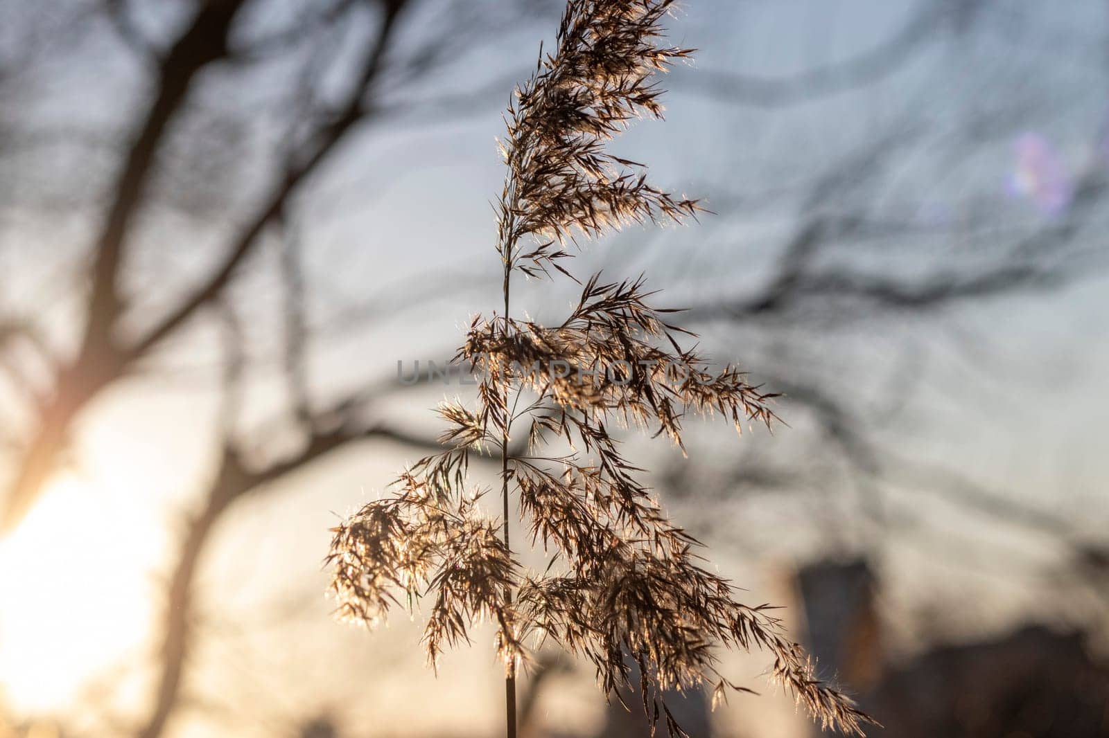 Close ups shot of the dried reed