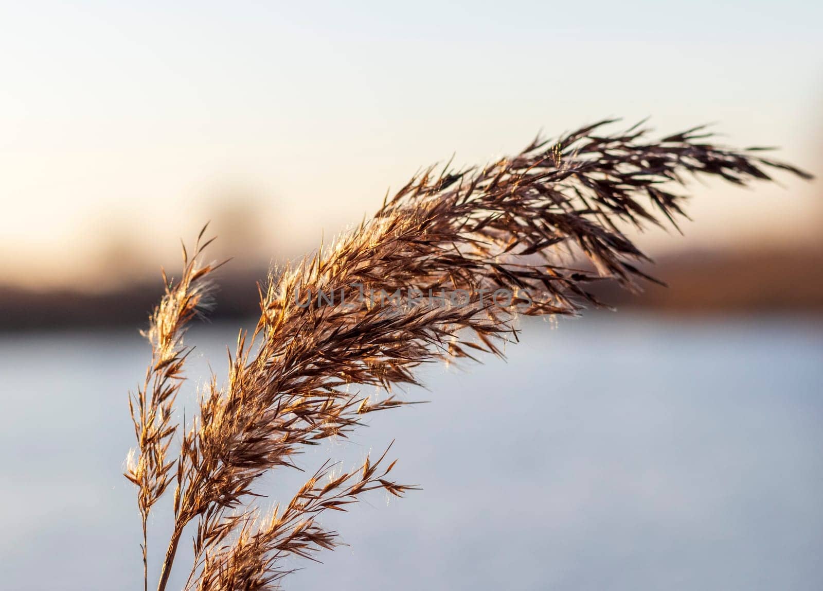 Close ups shot of the dried reed
