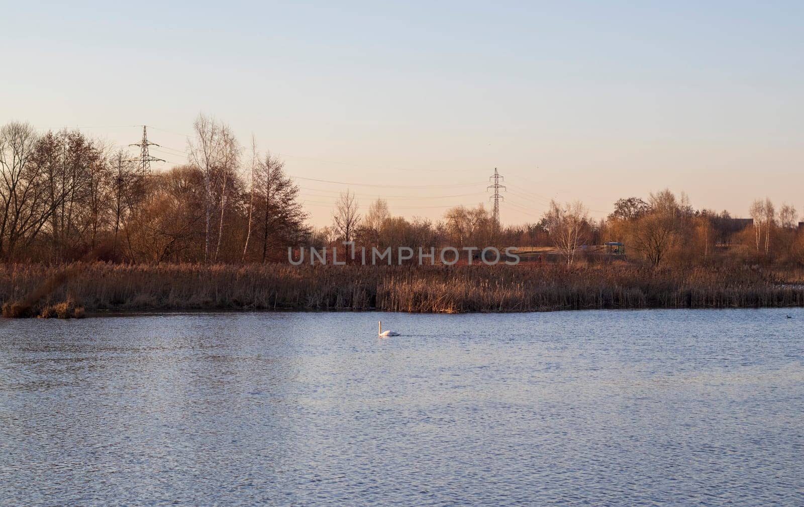 Lonely swan swims on the lake