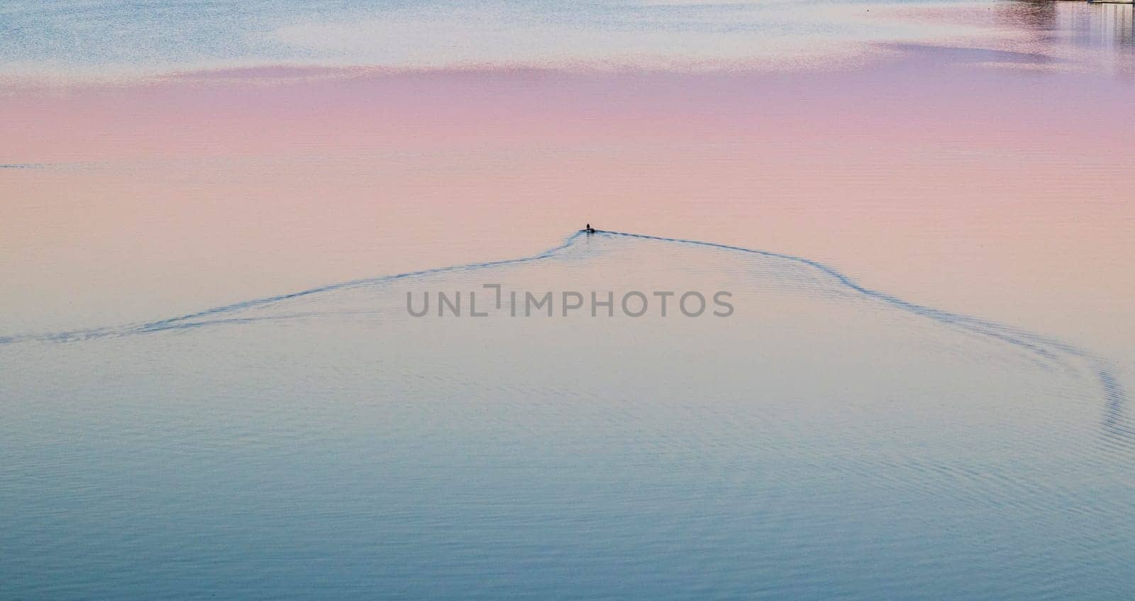 Lonely duck swims on the like by sunset hour