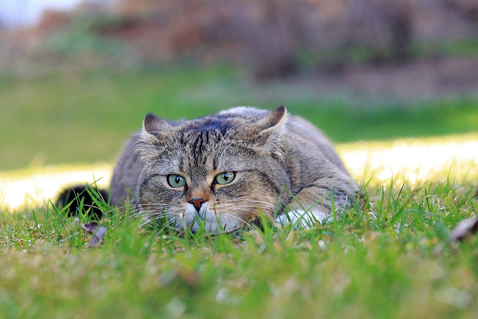 Funny photo of a small fat cat with its ears pinned back, lying flat on the ground just before the attack