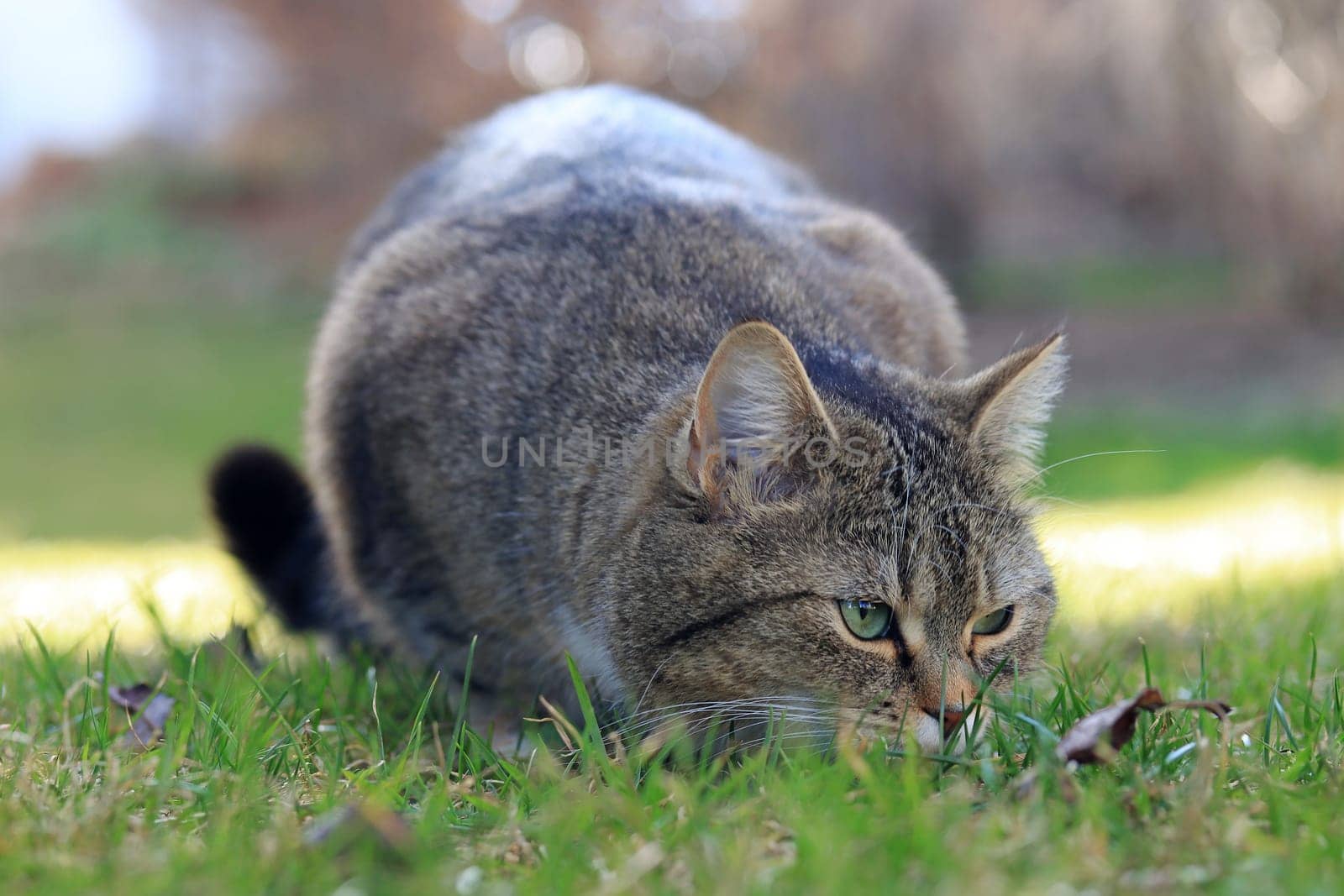 A small fat cat sits lurking in front of a leaf with a funny look on its face