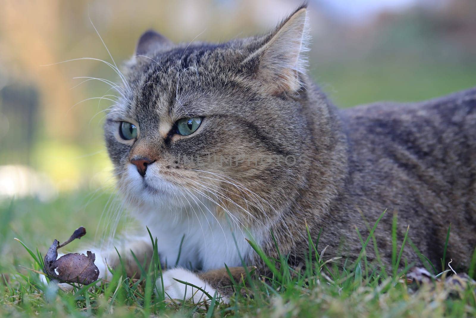The funny face of a small fat cat with ears laid back