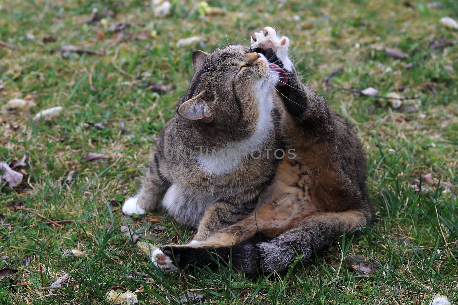 Funny photo of a fat cat licking her foot with relish