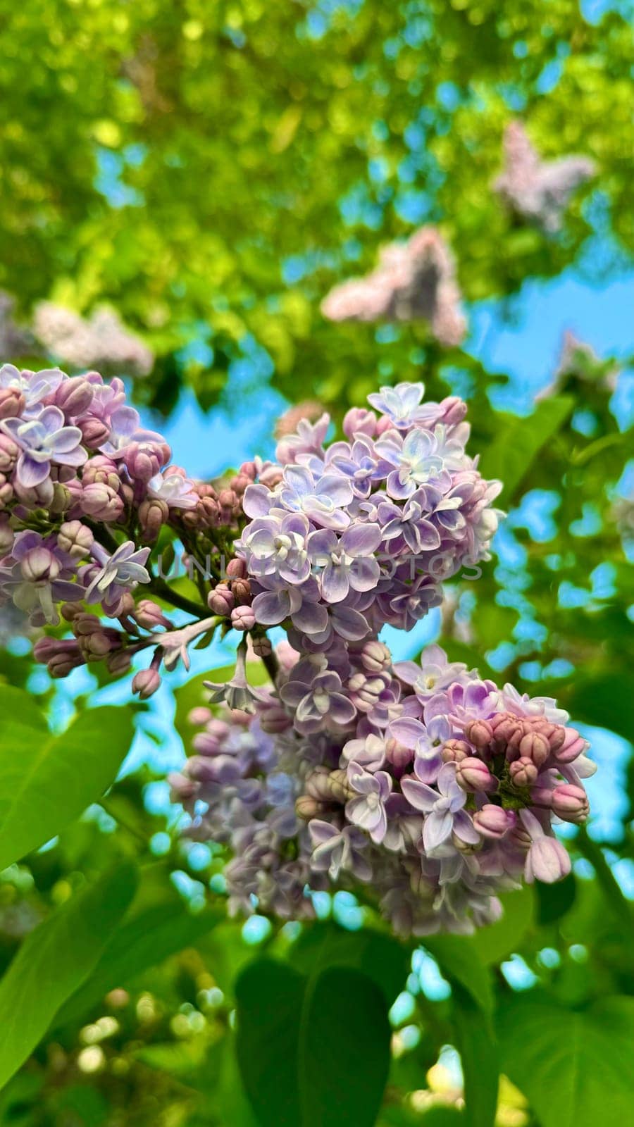 Close-Up of Vibrant Lilac Flowers Against a Sunny Green Background. A detailed photograph of blooming lilac flowers in vivid purple hues, captured on a sunny day with bright green foliage in the background, conveying freshness and the beauty of springtime.