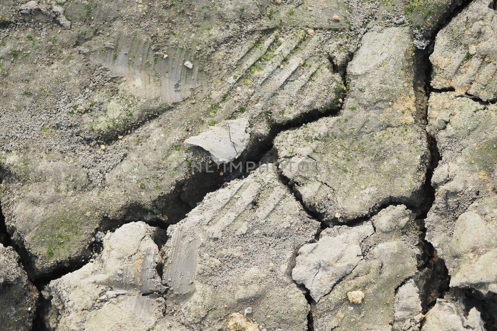 Cracked soil shows tire tracks indicating vehicle passage in nature.
