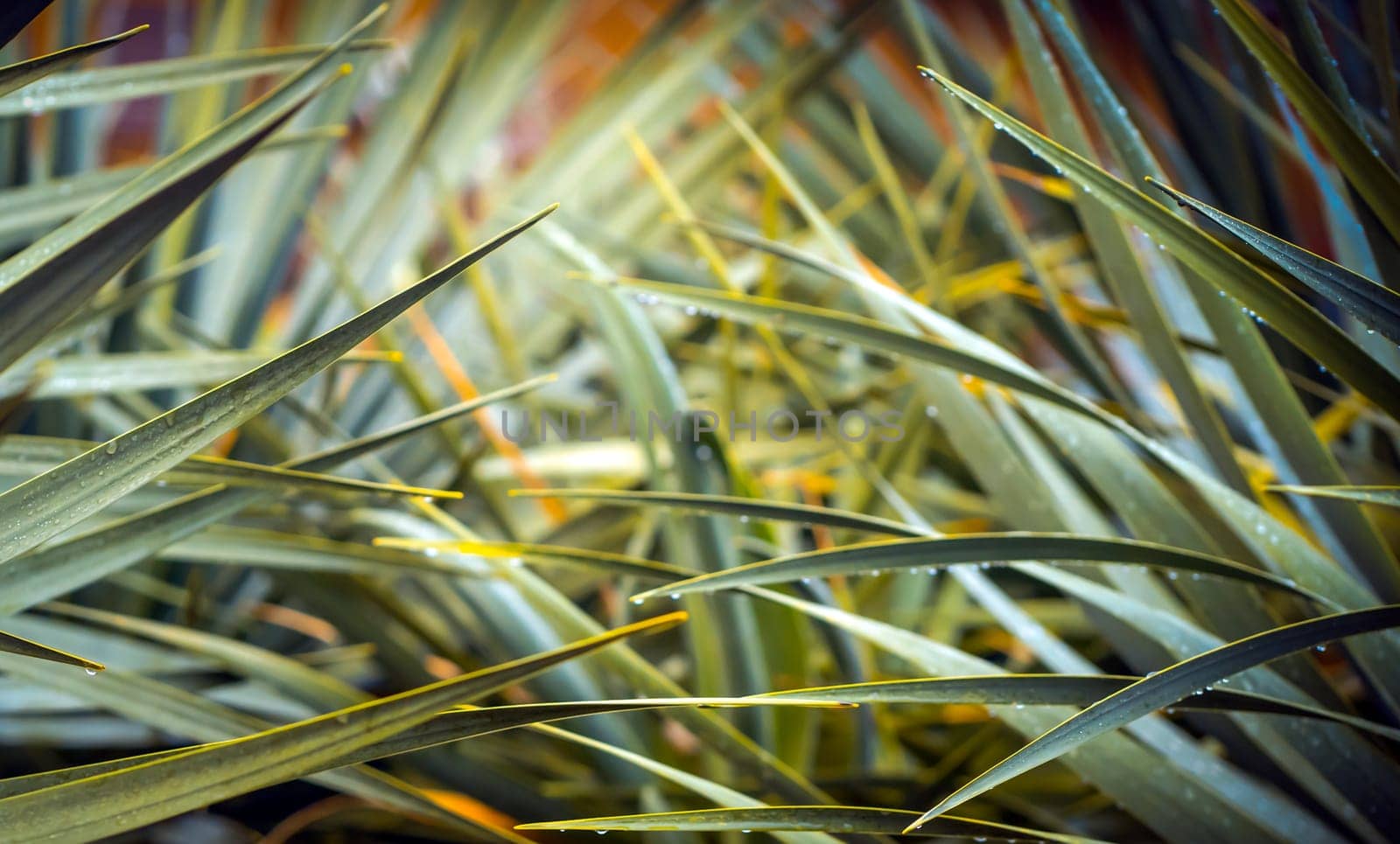 Wild nature, tropical evergreen forest with leaves of an exotic endemic plant, palm trees closeup, background blurred.