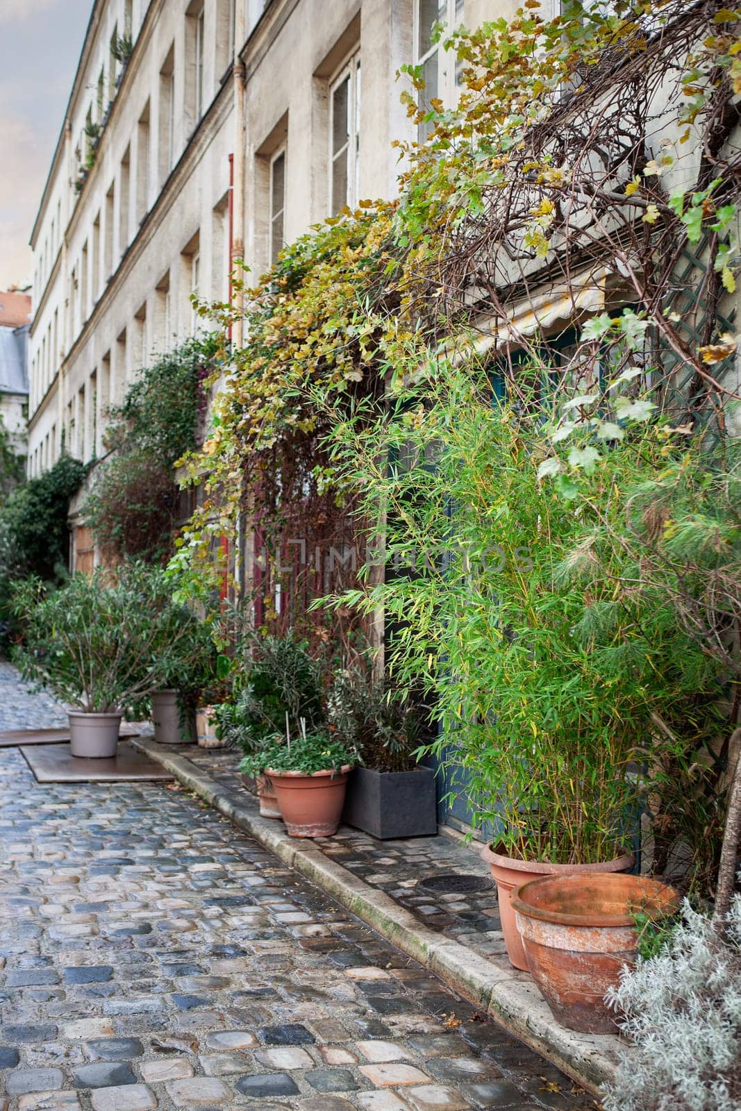 Potted plants and climbing plants in the street