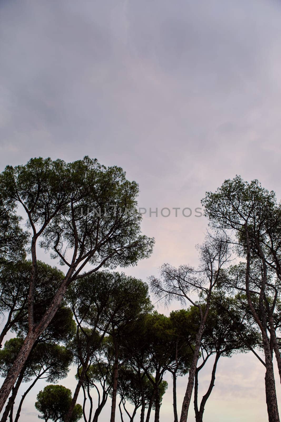 Pine trees in a Roman park