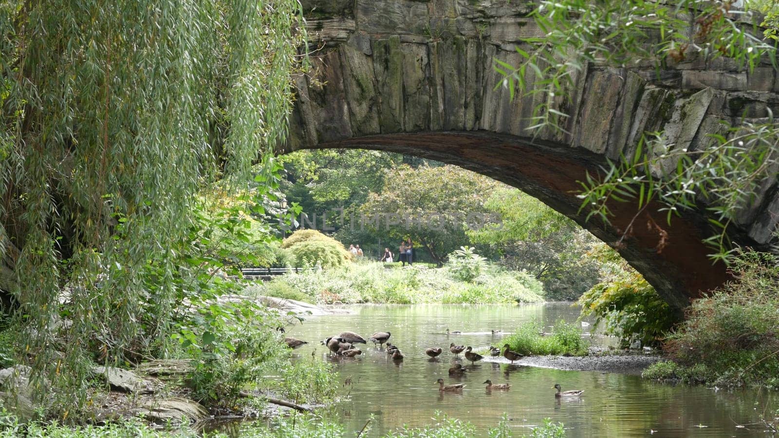 New York City, United States - 11 Sept 2023: Manhattan Midtown. Central park on 5th Fifth 5 avenue, USA. American park in NYC. Arch architecture, garden greenery. Bridge on pond, people and duck birds
