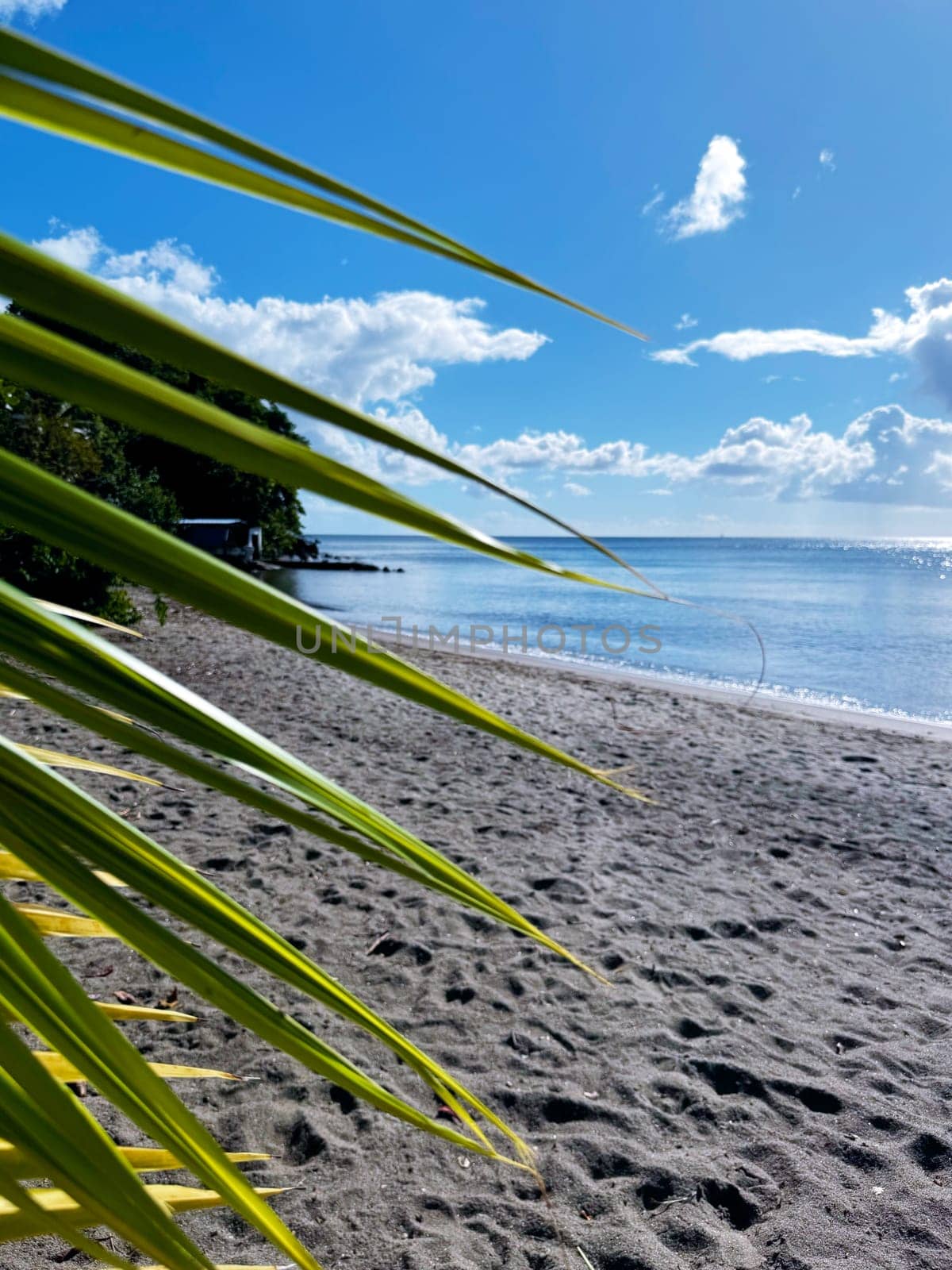 Peaceful view of a tropical black sand beach with green palm fronds in the foreground, calm ocean waves, and bright blue sky filled with soft white clouds.