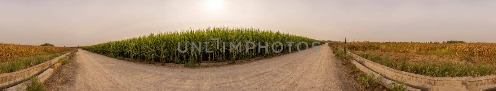 A breathtaking and stunning panorama reveals two winding gravel paths elegantly dividing vibrant green cornfields, all set beneath a soft and hazy sky that adds to the tranquil beauty of the scene