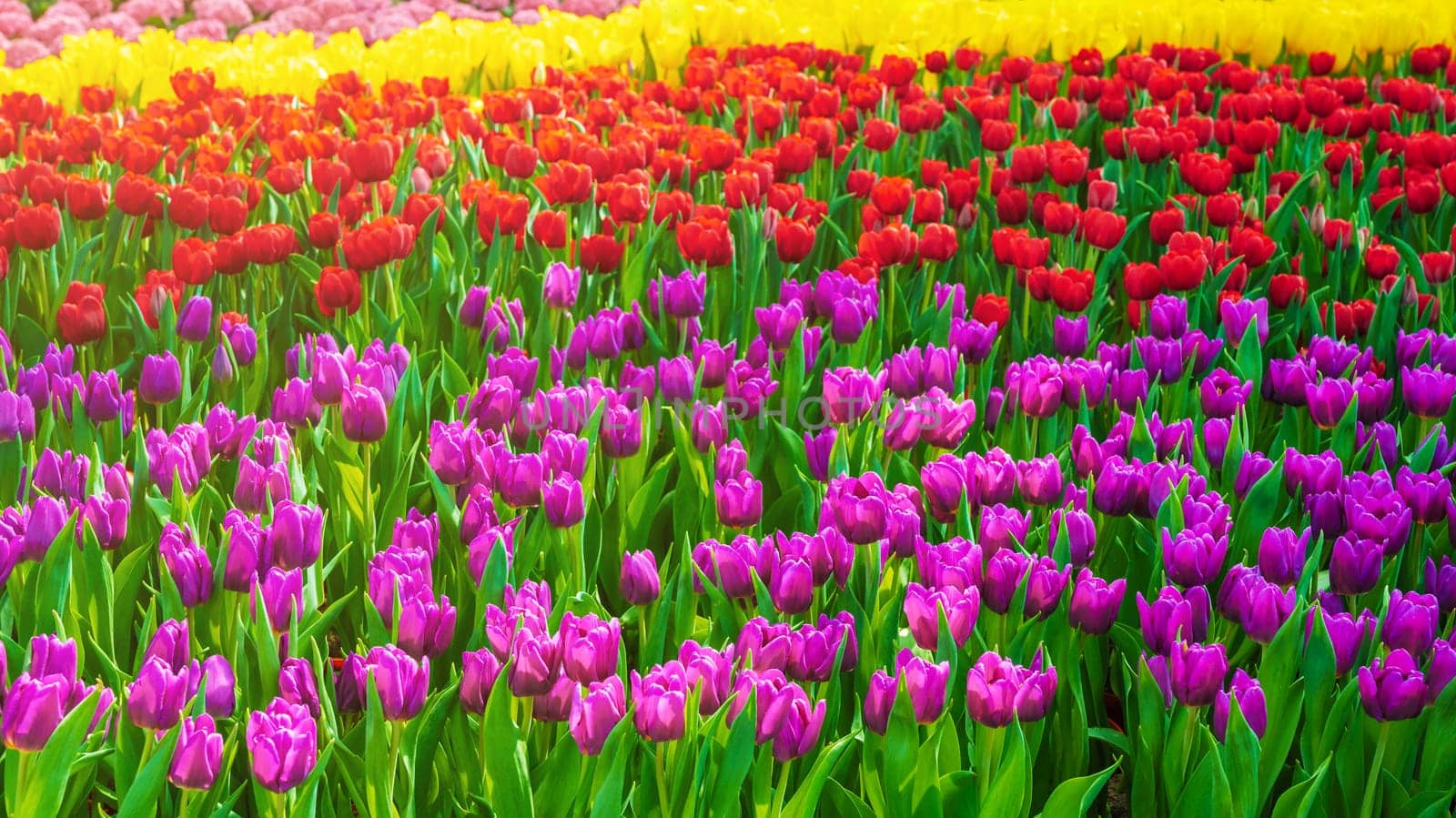 field of blooming multicolored tulips flowers in garden in spring. Beautiful colorful vivid floral background