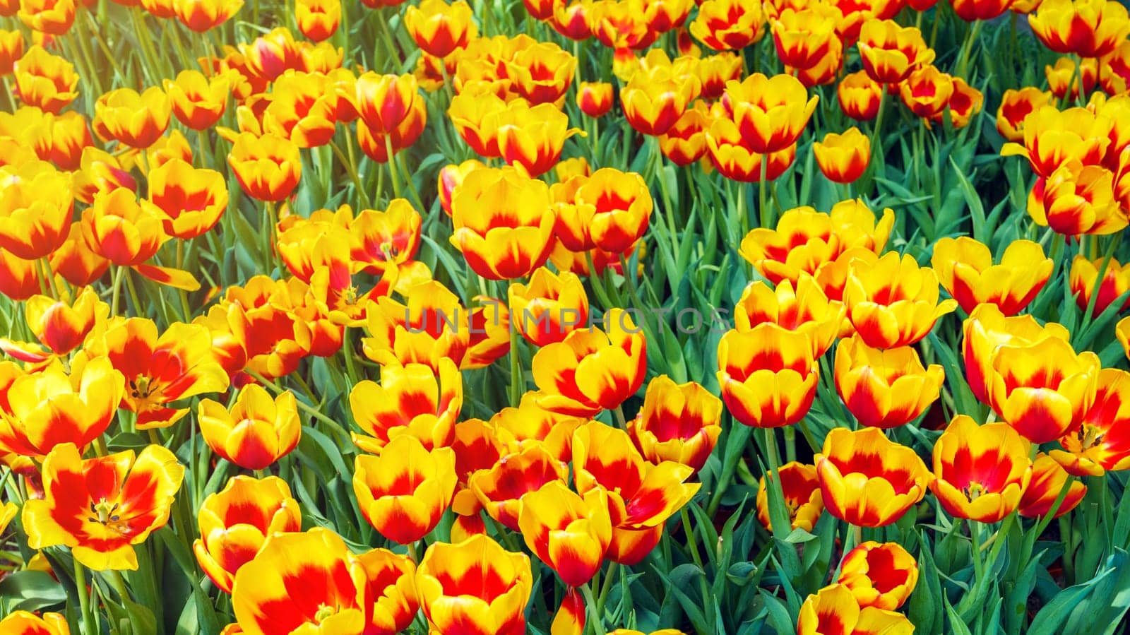Orange yellow tulip flowers blooming on the field in spring. Beautiful floral background