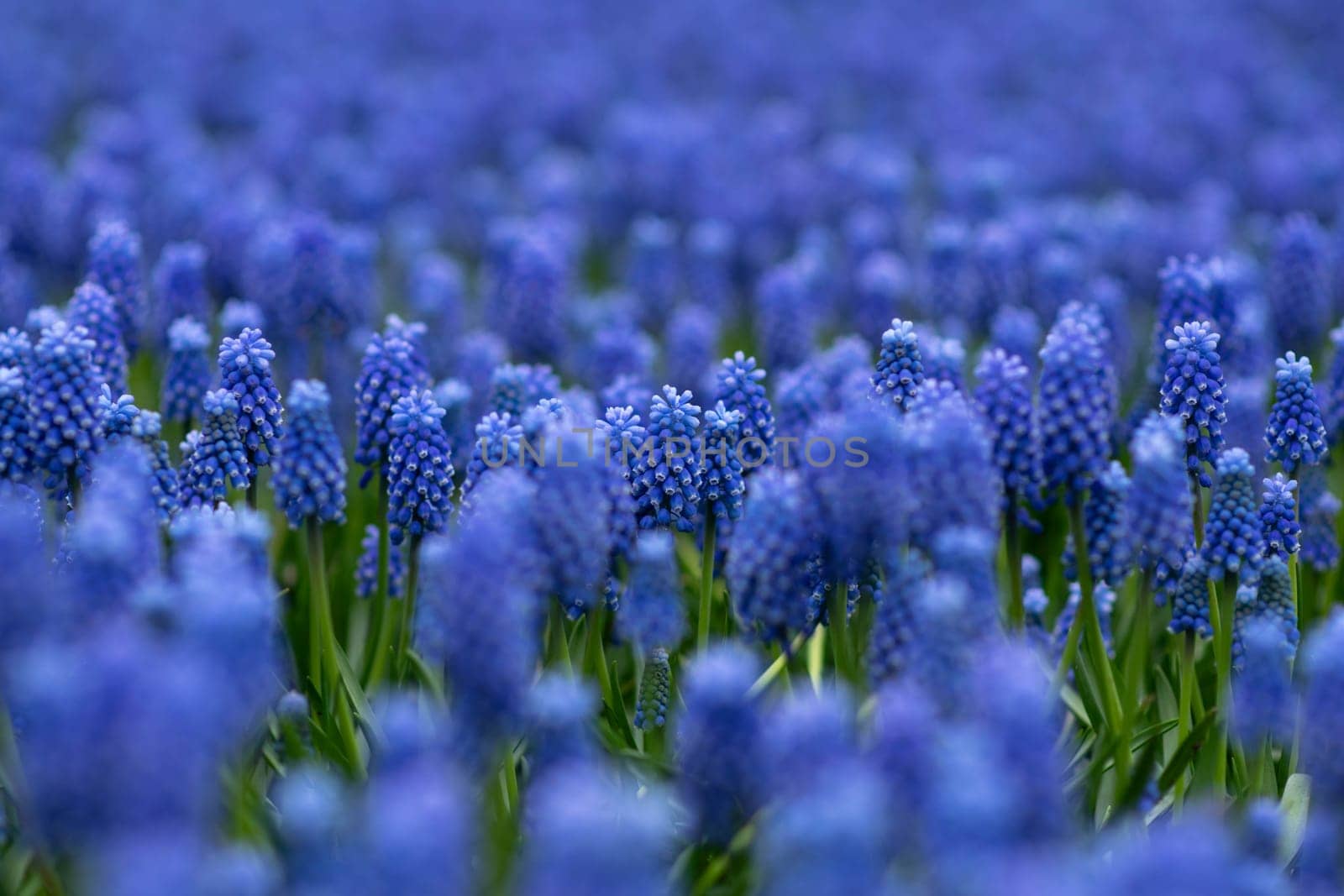 Blue muscari spring carpet Holland