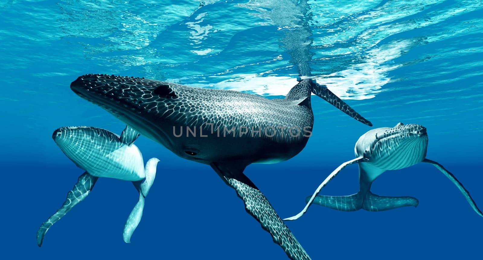 The Humpback Whale is an acrobatic animal known for breaching the surface and slapping the water with its fins and tail.