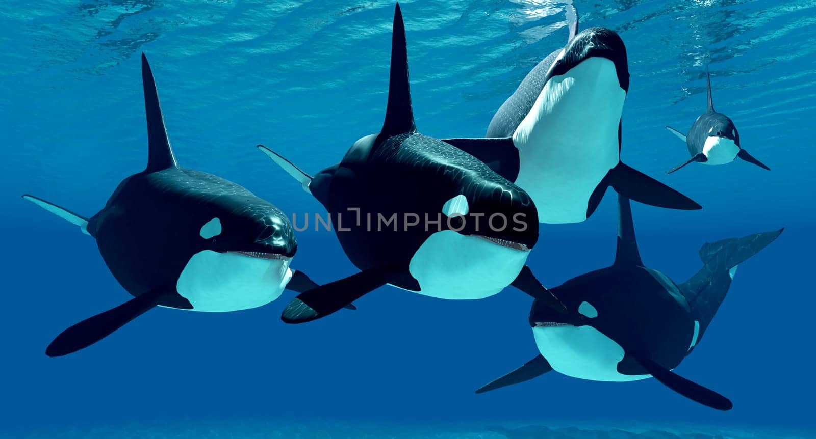 A pod of Killer whales swim together through clear ocean waters hunting for prey.