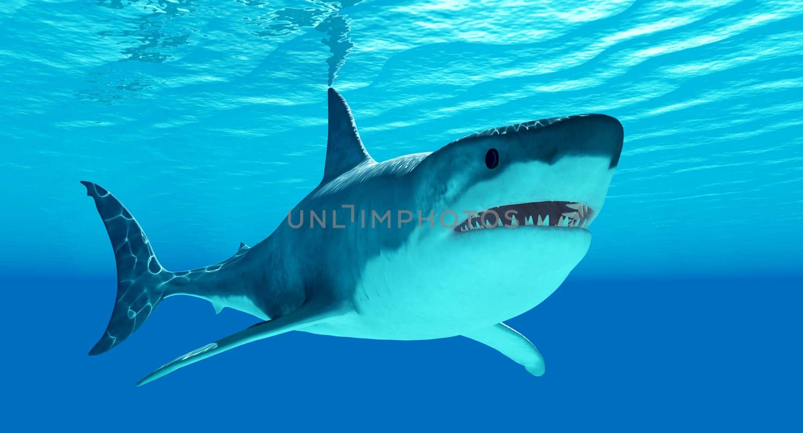 The Great White Shark is an apex-predator which can grow over 26 feet or 8 meters and live for 70 years or more.
