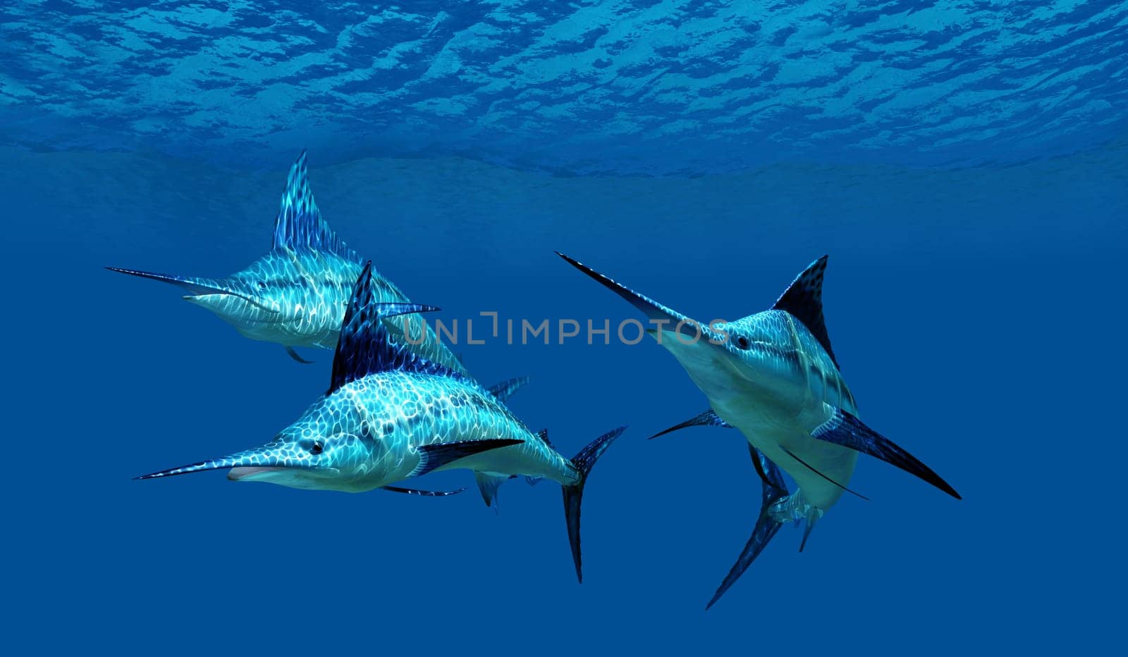 The Blue Marlin is a favorite fish of sport fishermen and one of top predators of the Atlantic ocean.