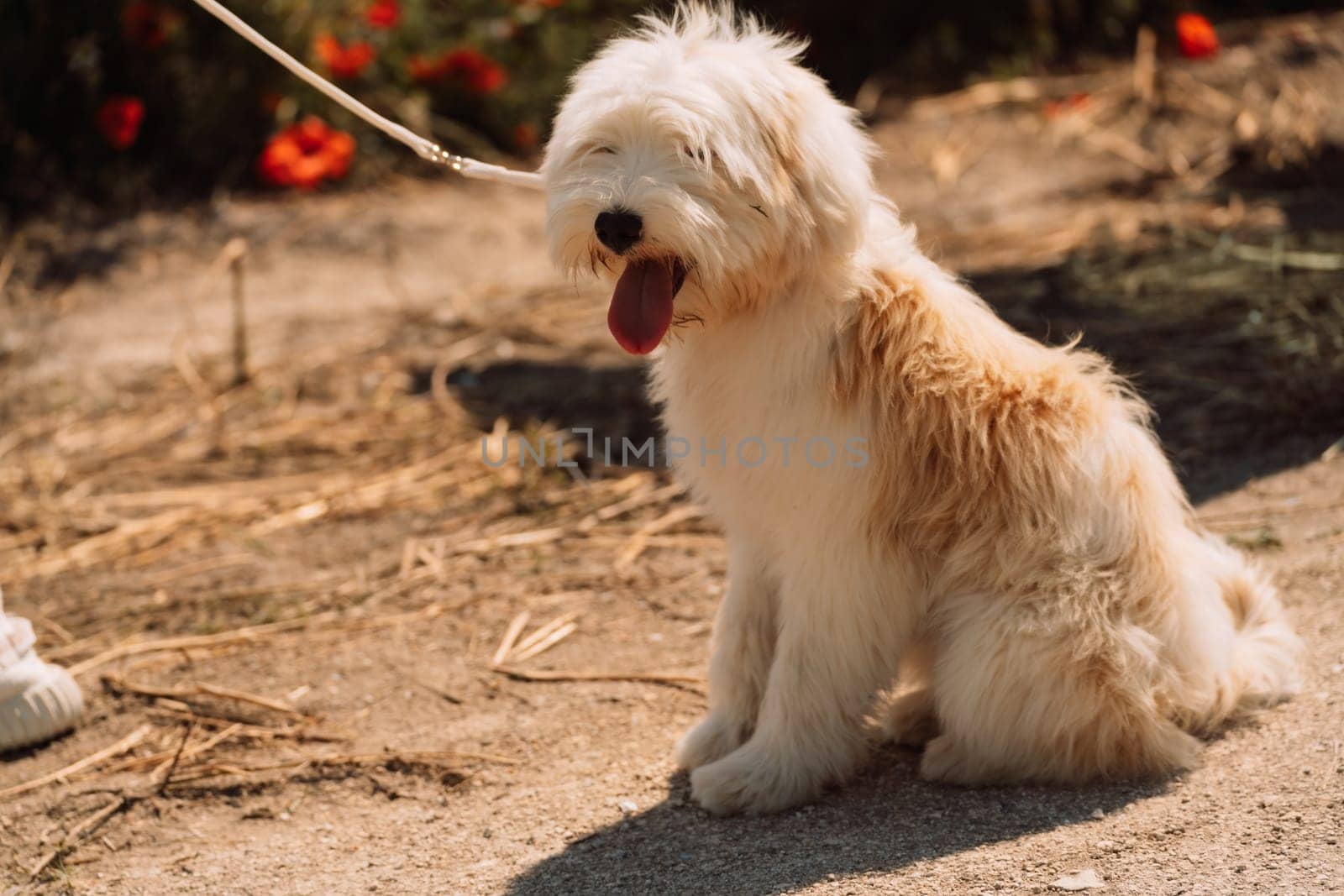 White dog puppy sits in a poppy field. Natural background with dog puppy sitting on a summer Sunny meadow surrounded by flowers