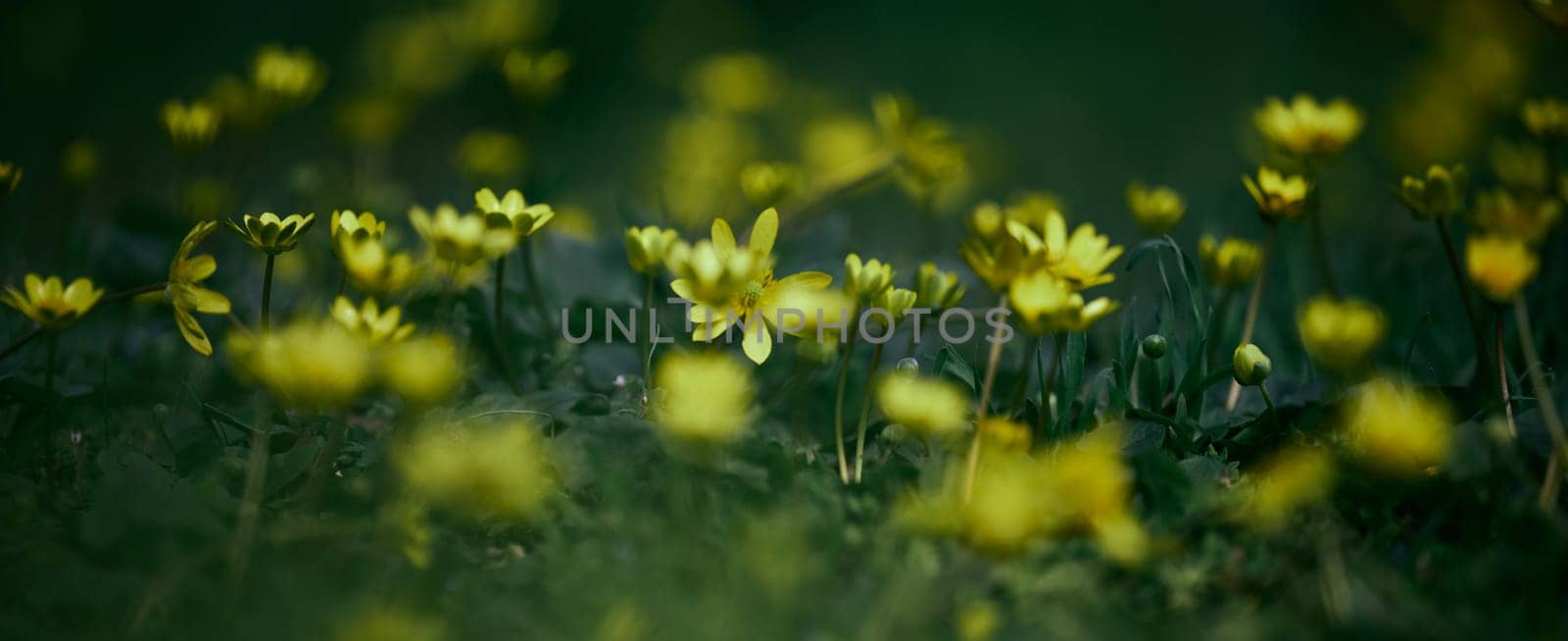Yellow wildflowers growing in lush green grass, captured with shallow depth of field. 