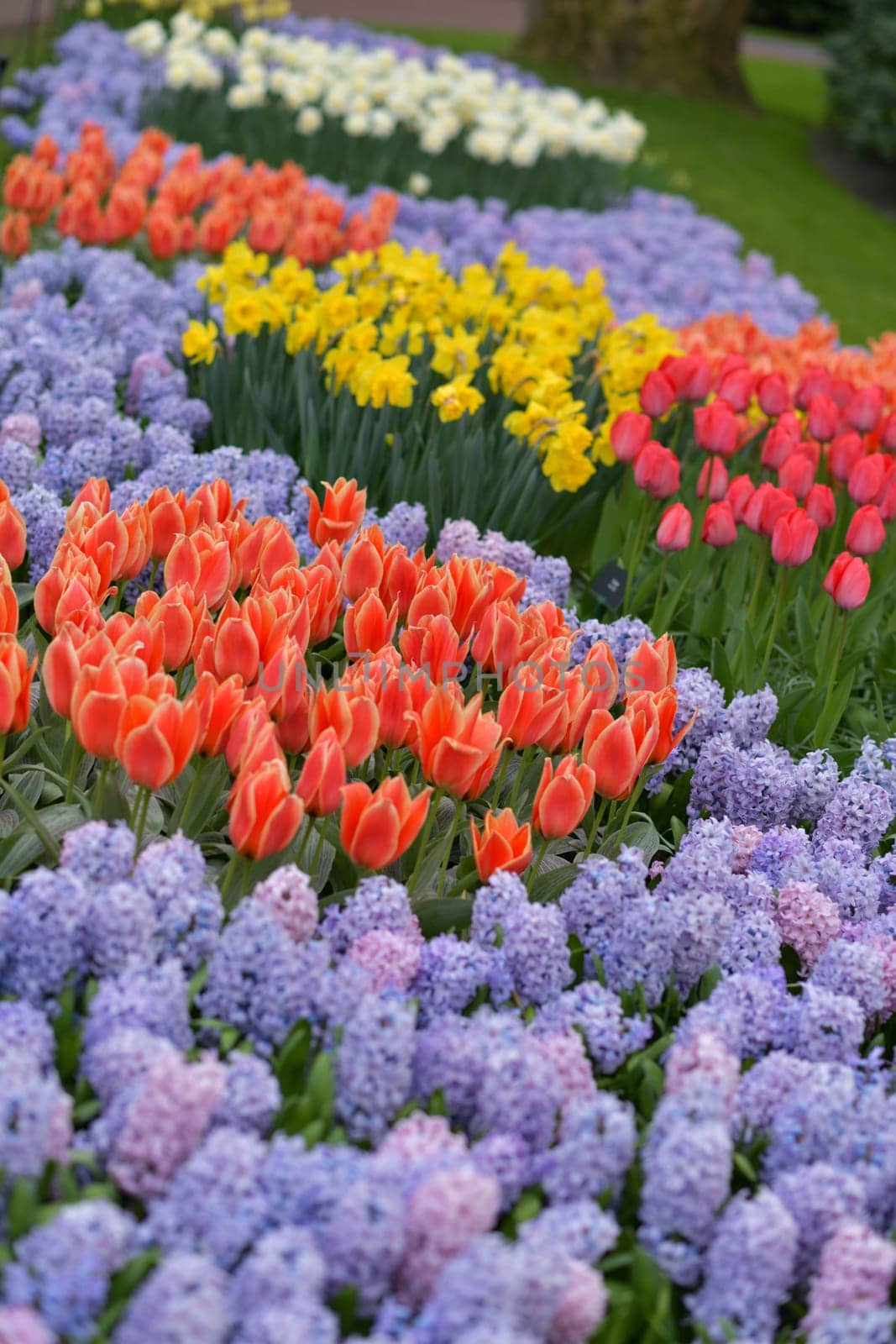 Purple hyacinths,pink red tulips and daffodils field Netherlands.