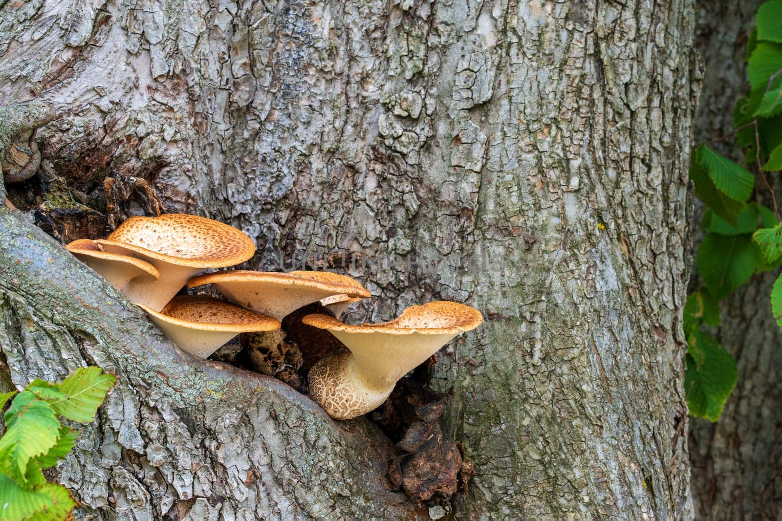 Cluster of tinder fungus mushrooms sprouting on tree bark, nestled in the crevice of a large tree. Symbiosis of fungi and trees. Selective focus.