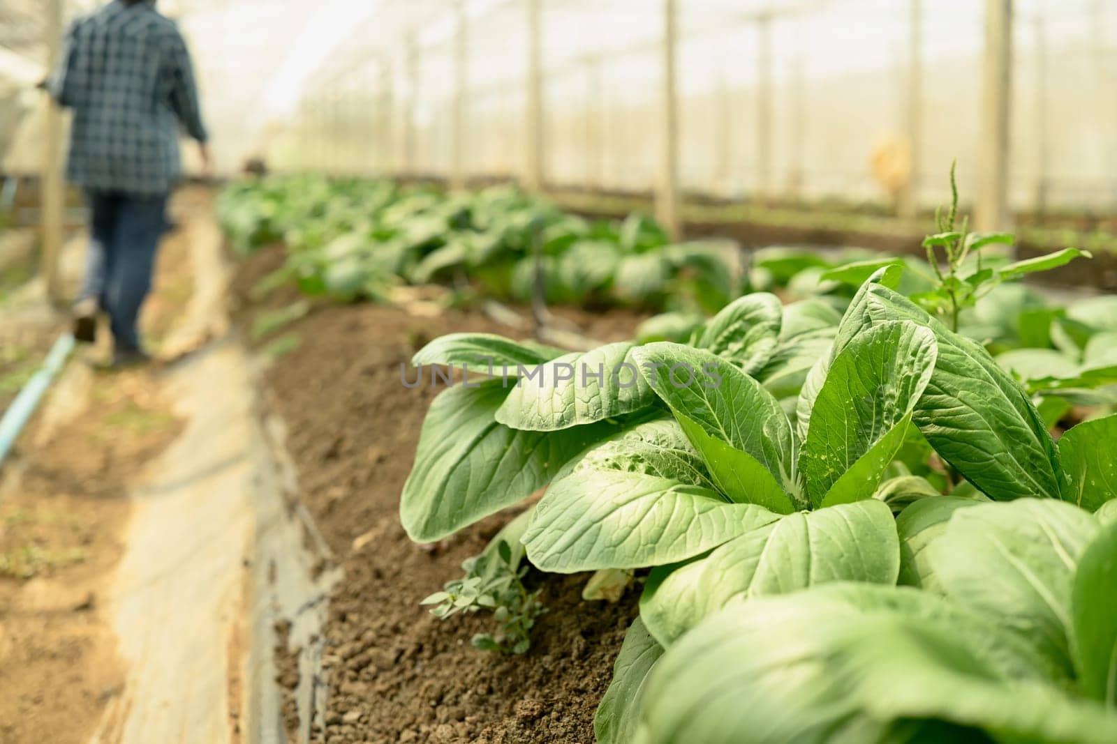 Green leafy vegetables growing in neat rows inside a greenhouse.