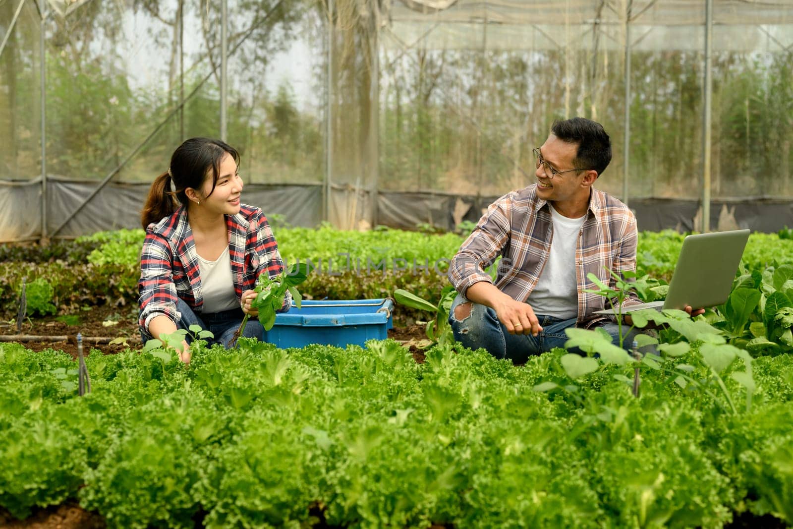 Young farmers managing organic vegetables in a greenhouse, using laptop for data analysis or crop monitoring.