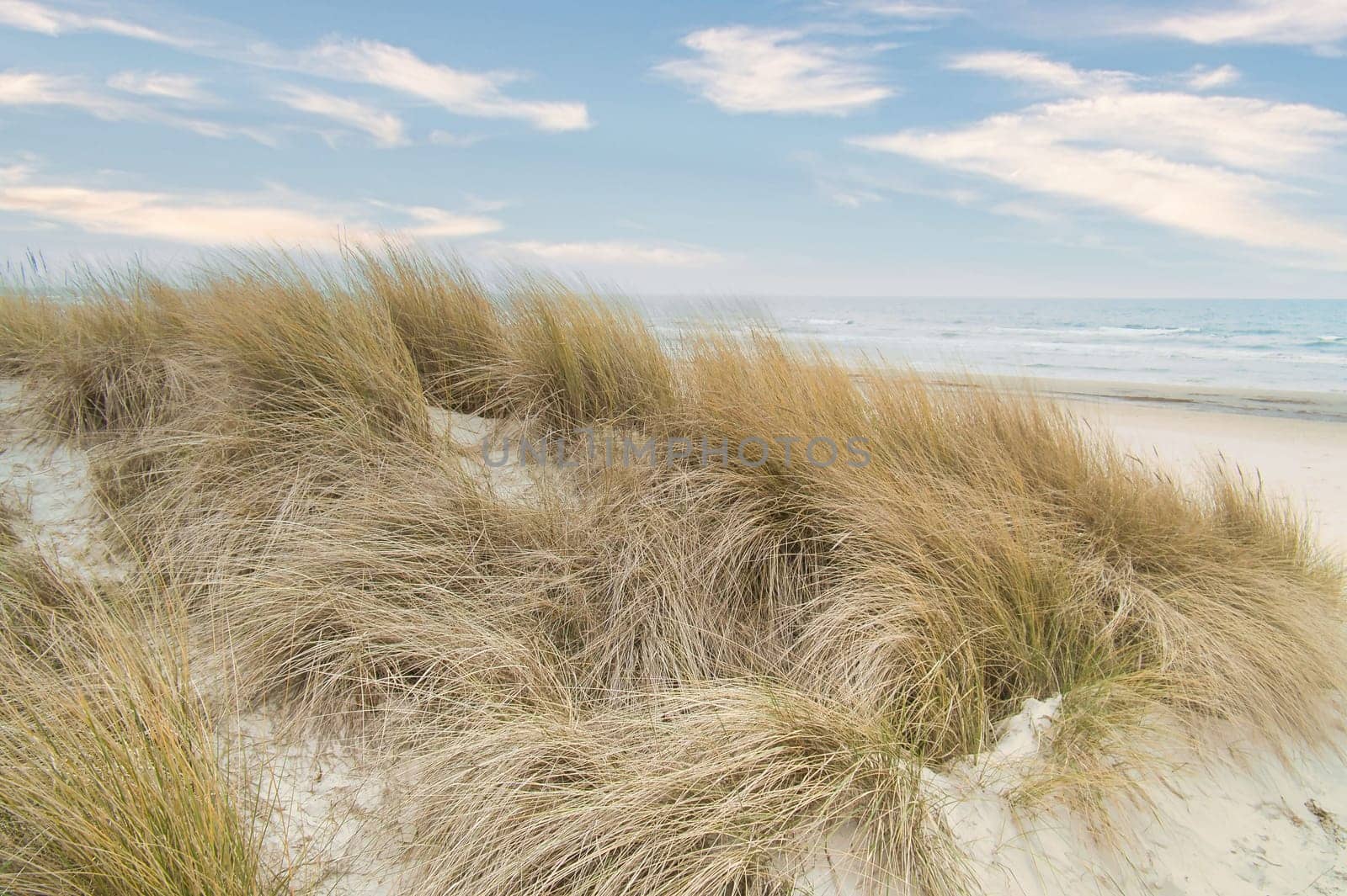 View over the dunes on the island of Usedom to the Baltic Sea. Dune grass and white sand. Nature photo