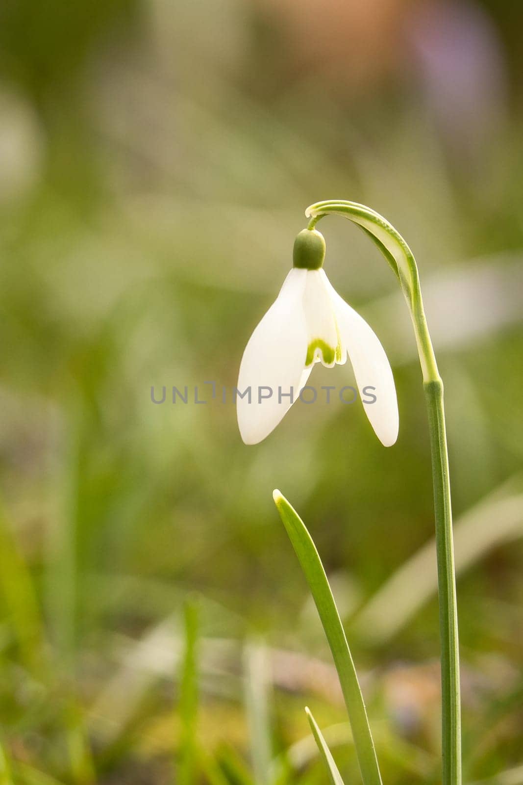 Delicate snowdrops in bloom amidst green grass. The delicate, white flowers symbolize a new beginning and the awakening of nature. Macro photography of flowers.