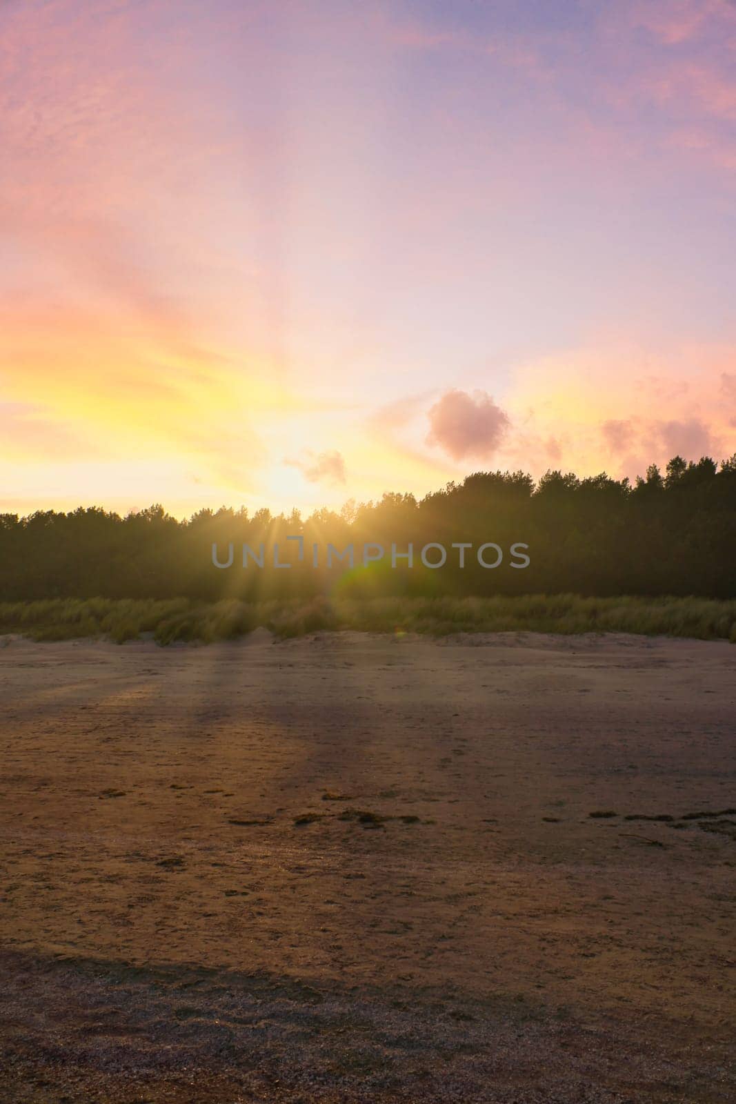 View of the dunes on the island of Usedom with forest, from the Baltic Sea at sunset. Dune grass and white sand. Nature photo