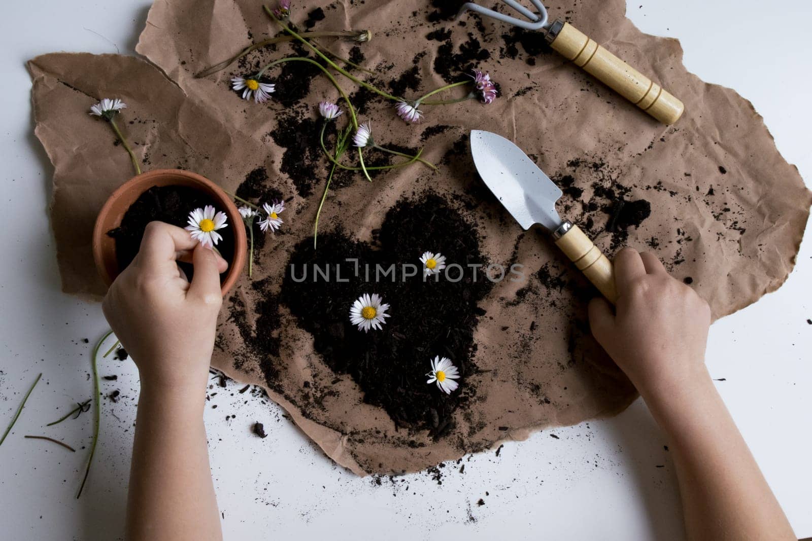 Hands planting daisies in soil on brown paper. Gardening and nature activity.