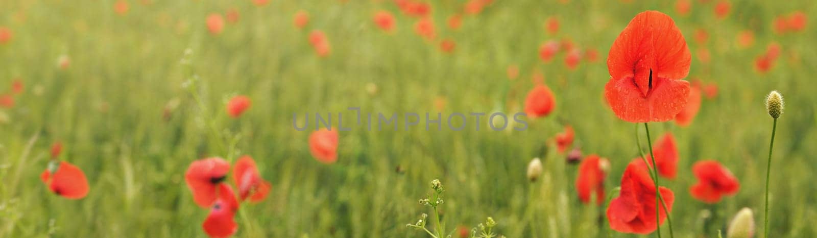 Wild red poppies flowers growing in field of green unripe wheat wide banner photo