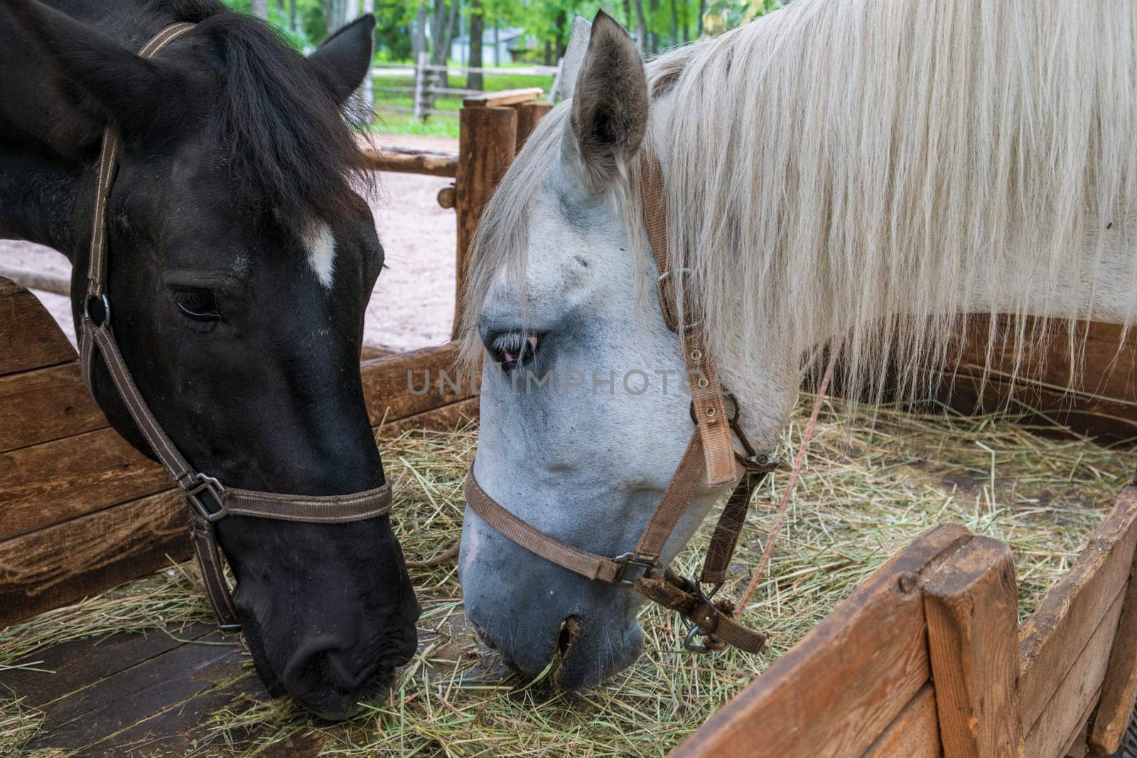 Two horses, one black and one white, eat hay calmly inside a wooden pen on a farm in the countryside