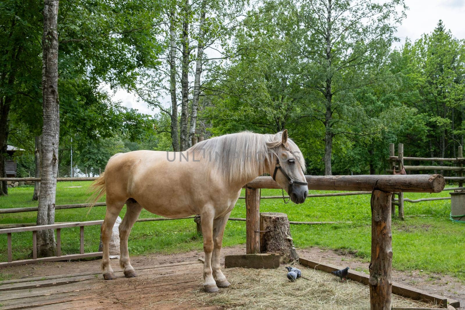 Tan horse stands calmly on wooden platform in a serene rural environment surrounded by lush greenery and rustic fencing.