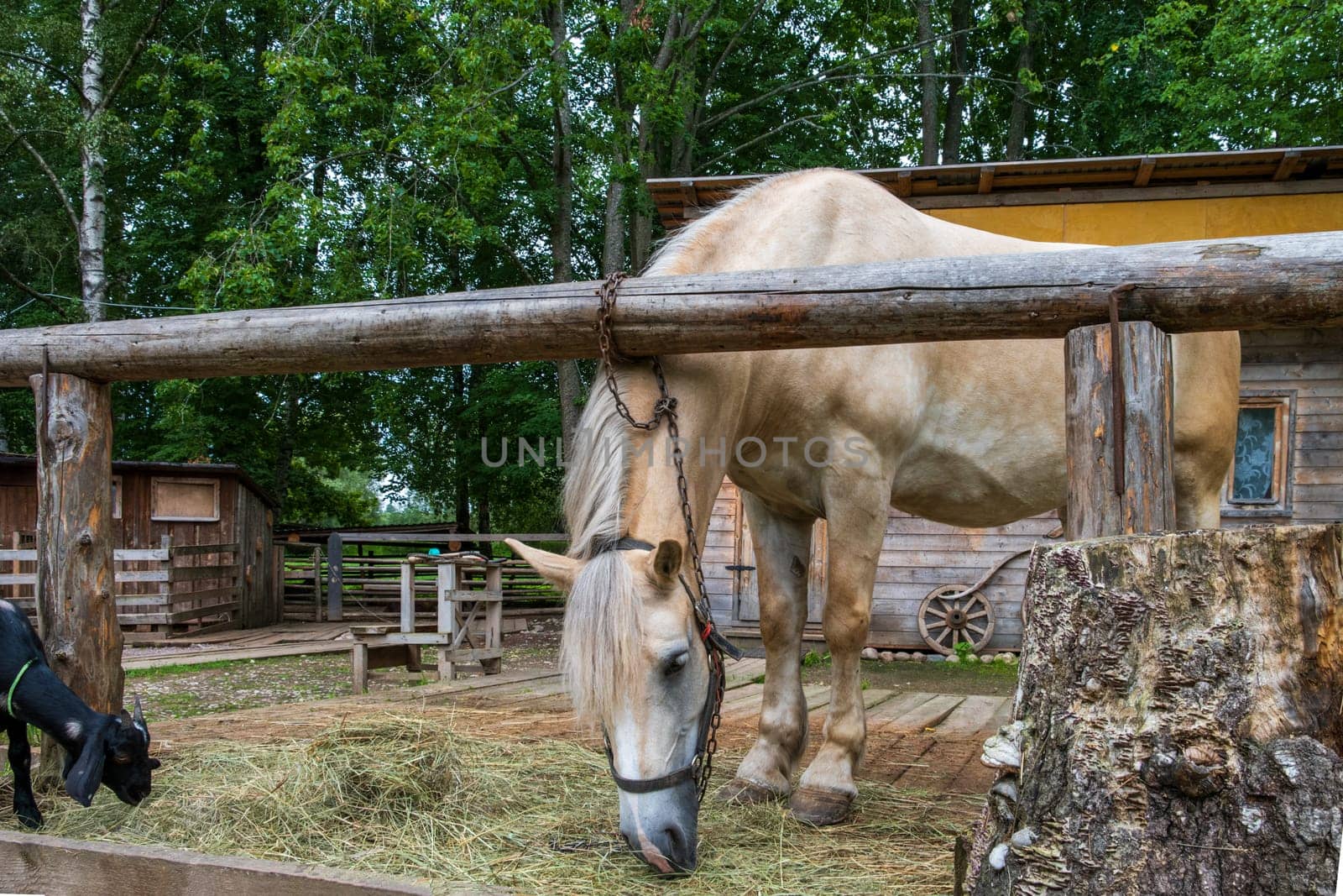 Horse and goat peacefully share a meal of hay in a rustic farm setting.
