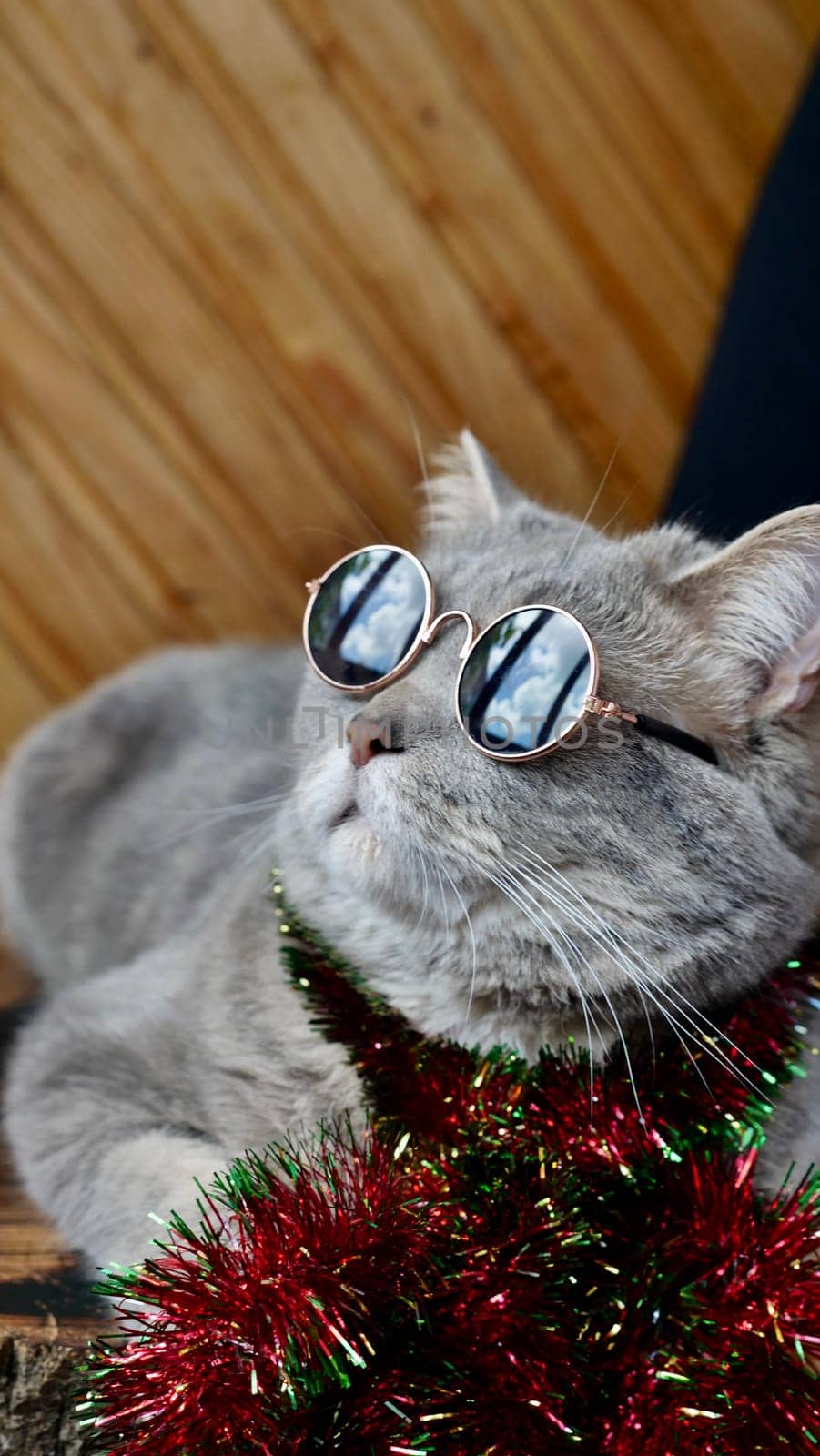 Scottish straight cat celebrates holiday eve Happy New Year 2025 and Merry Christmas. Pet in sunglasses is looking at the window at home. Vertical