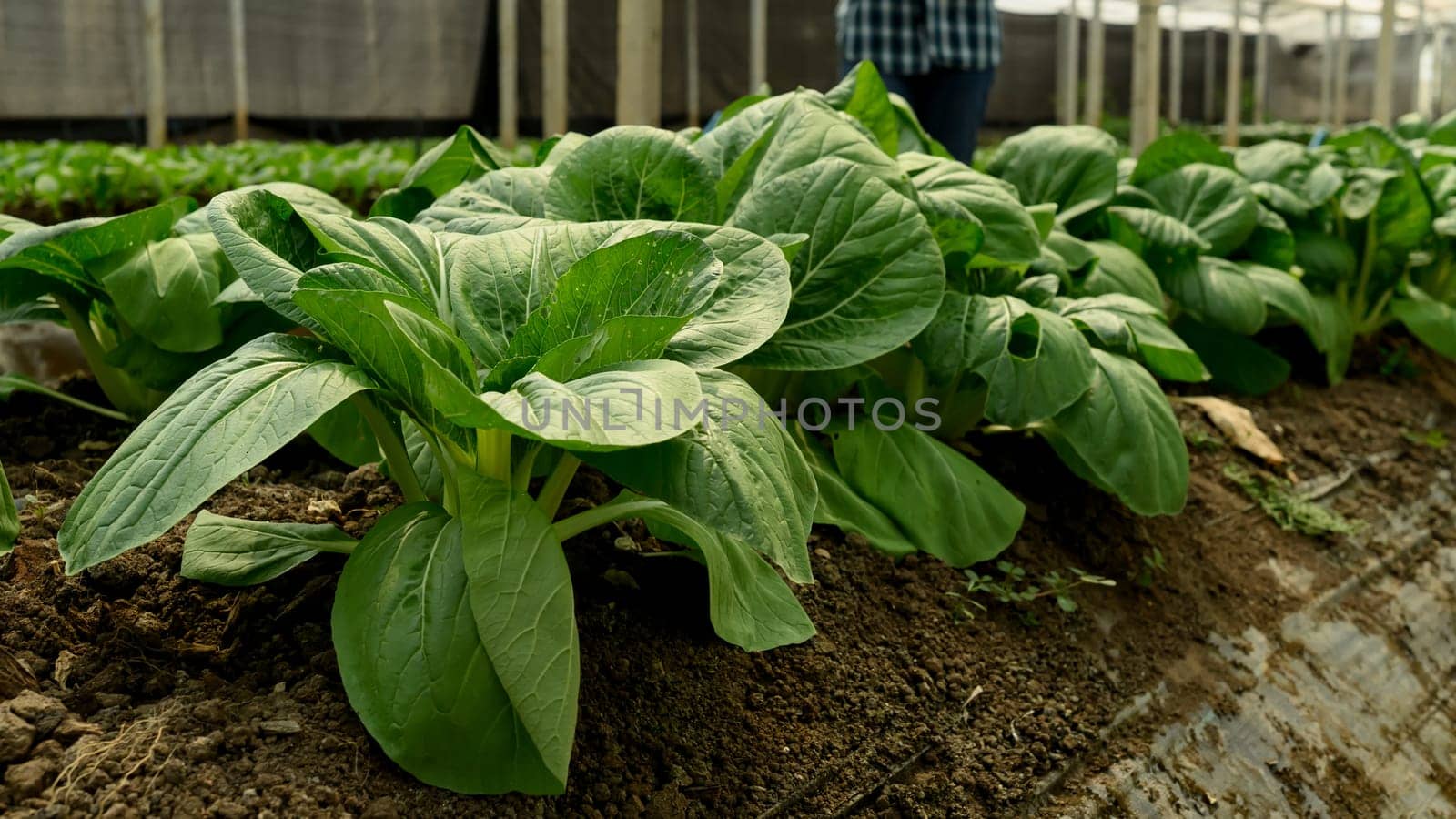 Close-up shot of fresh organic Bok Choy growing in greenhouse.