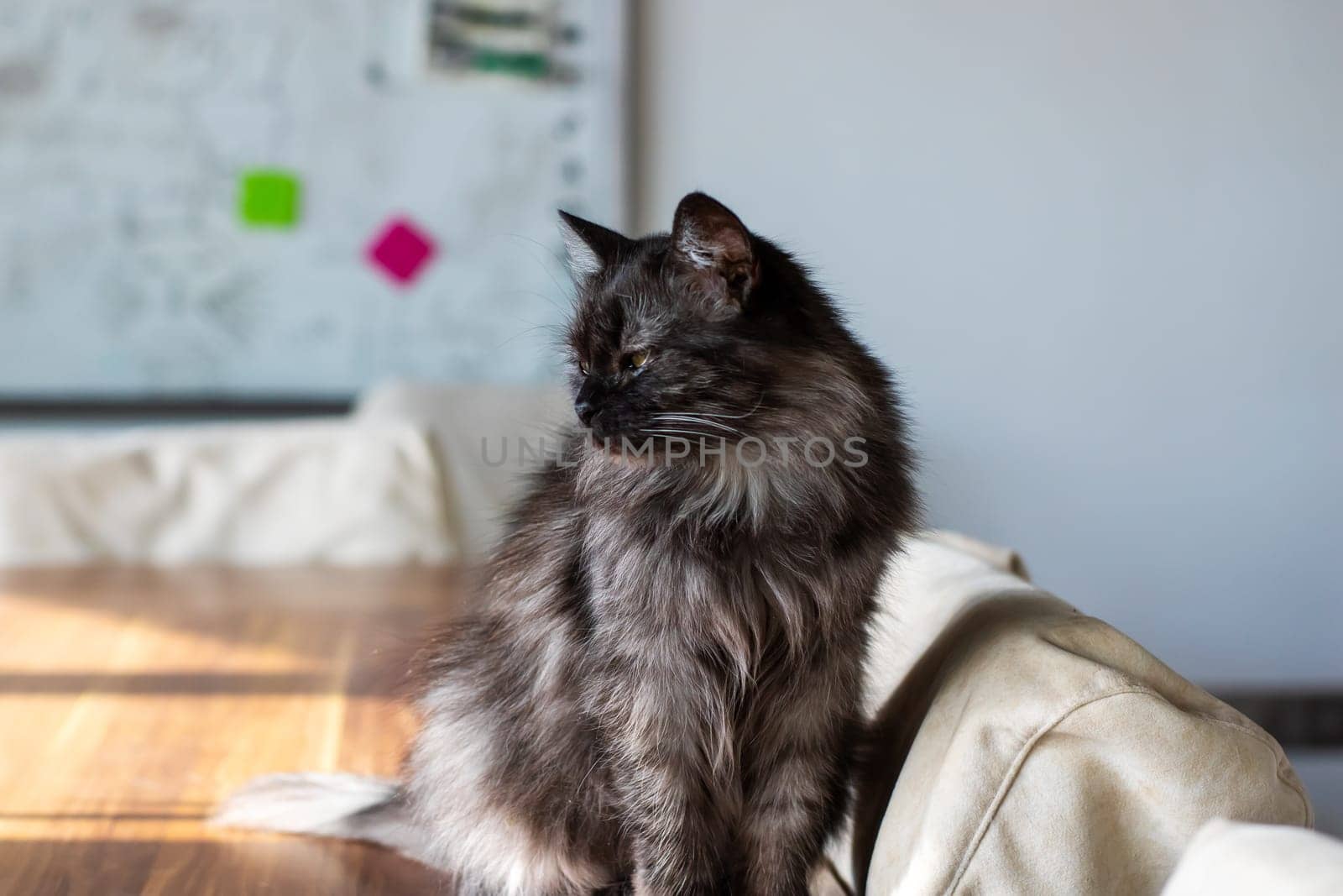 A cute cat is comfortably sitting on a wooden table with its eyes softly closed, appearing peaceful and serene in its environment