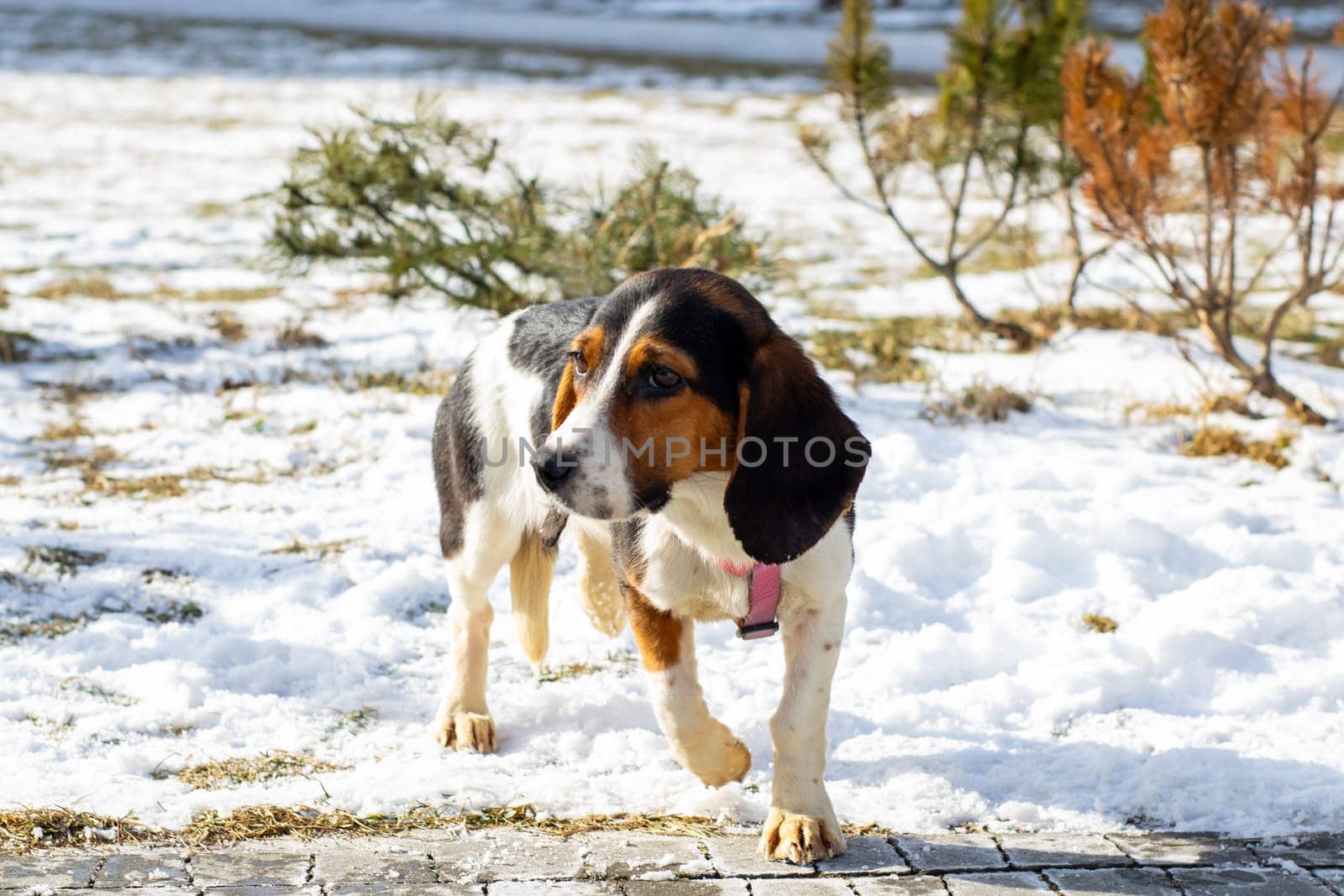 A small dog that is wearing a cute, stylish pink harness is standing proudly in the fresh snow, enjoying the winter wonderland around it