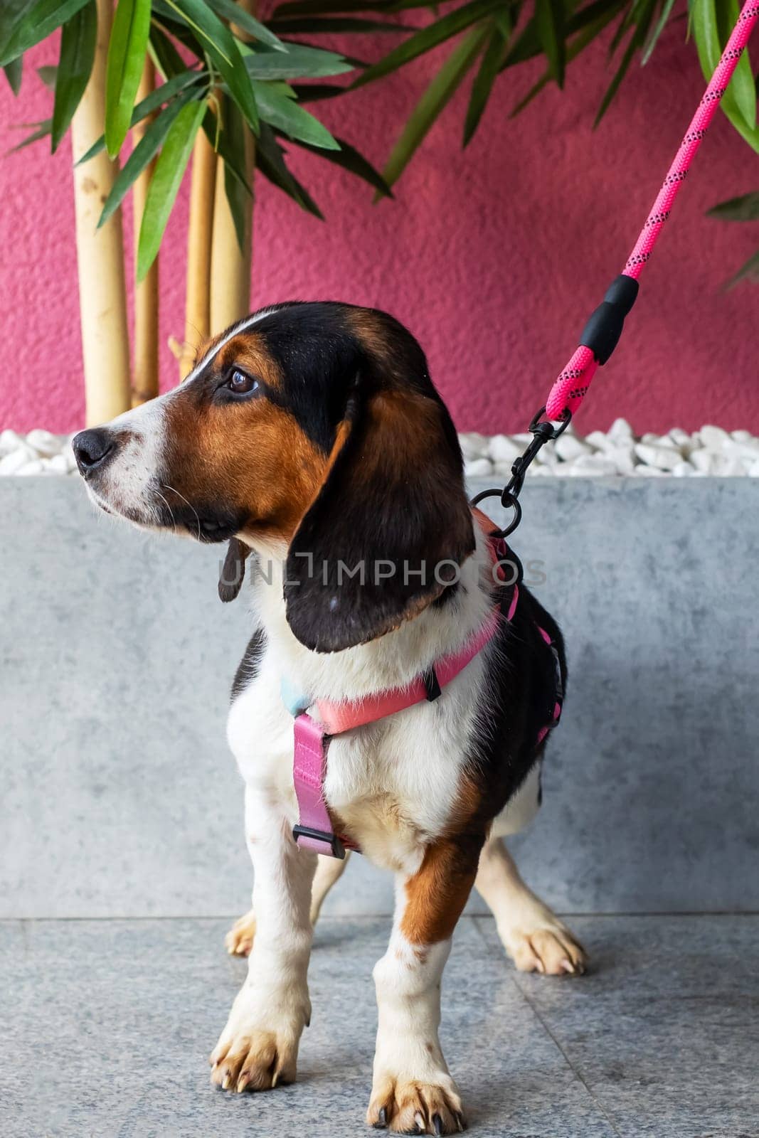 There is a brown and white dog standing proudly in front of a lush green plant, showcasing its unique fur pattern and vibrant surroundings