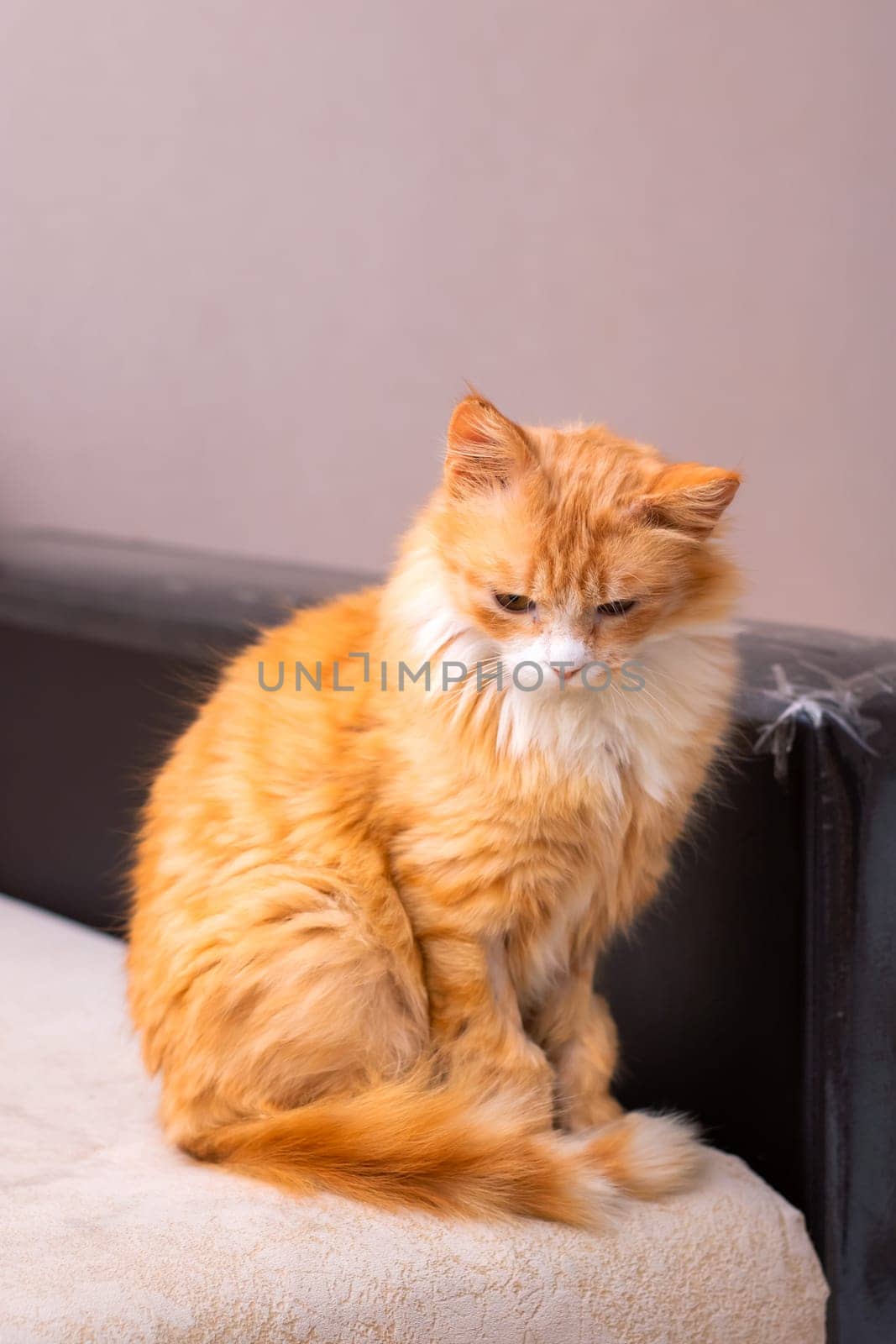 An orange and white striped cat is comfortably sitting on the soft couch while curiously gazing at the camera with its bright eyes