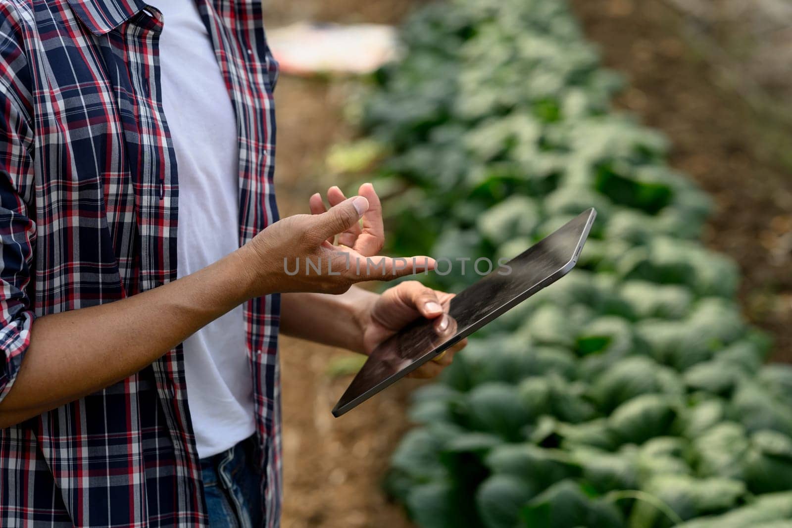 Organic farmer using digital tablet to assess crop conditions in a greenhouse.