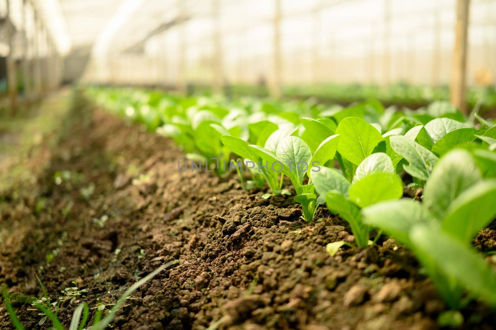 Young green lettuce seedlings growing in rich brown soil inside a greenhouse.