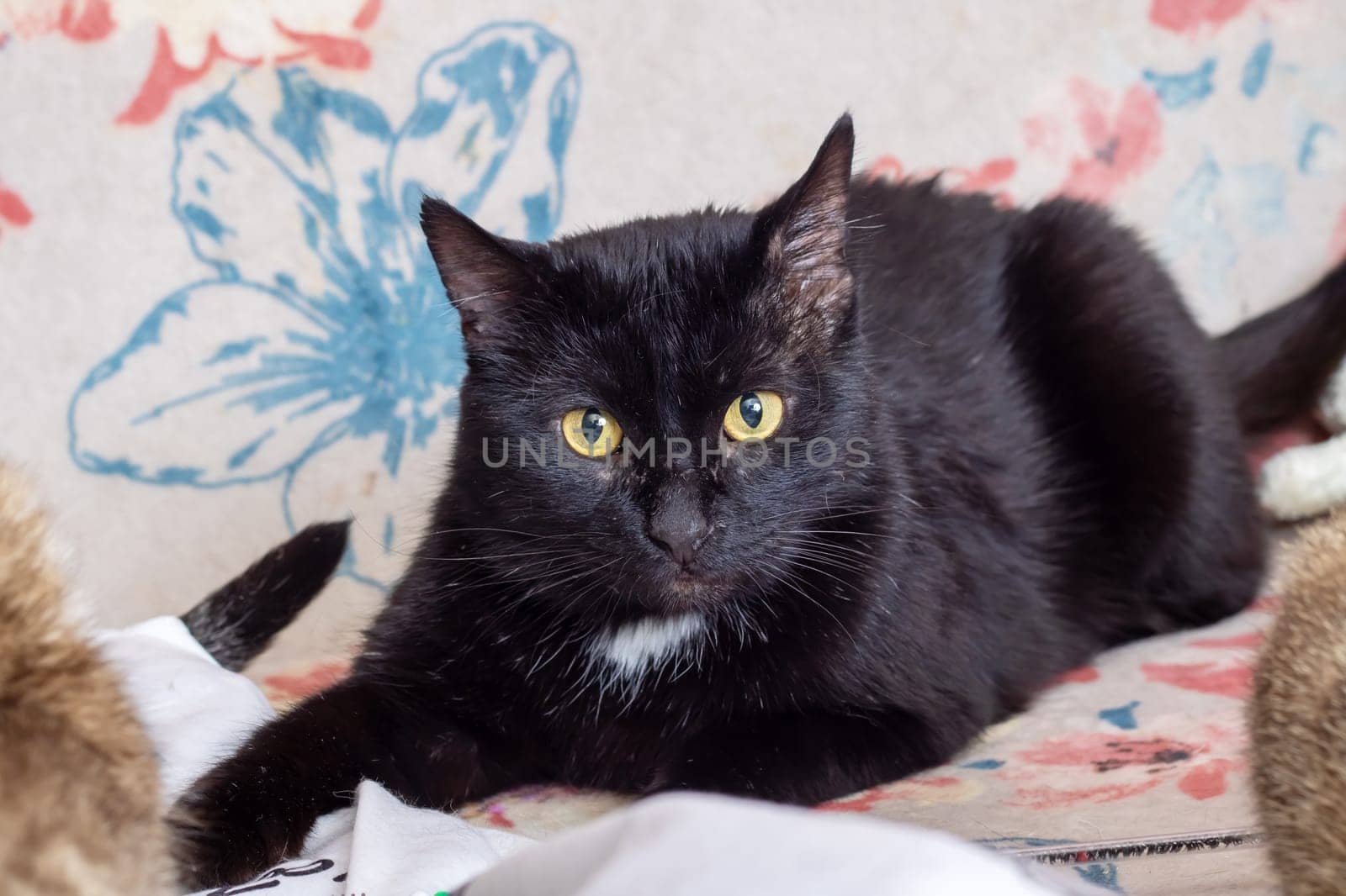 A sleek black cat with striking yellow eyes is comfortably laying on a beautifully patterned floral blanket that adds color to the scene
